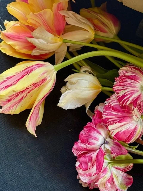 Tulip Fever….. Celebrating The  Beauty of the Gem of the Netherlands