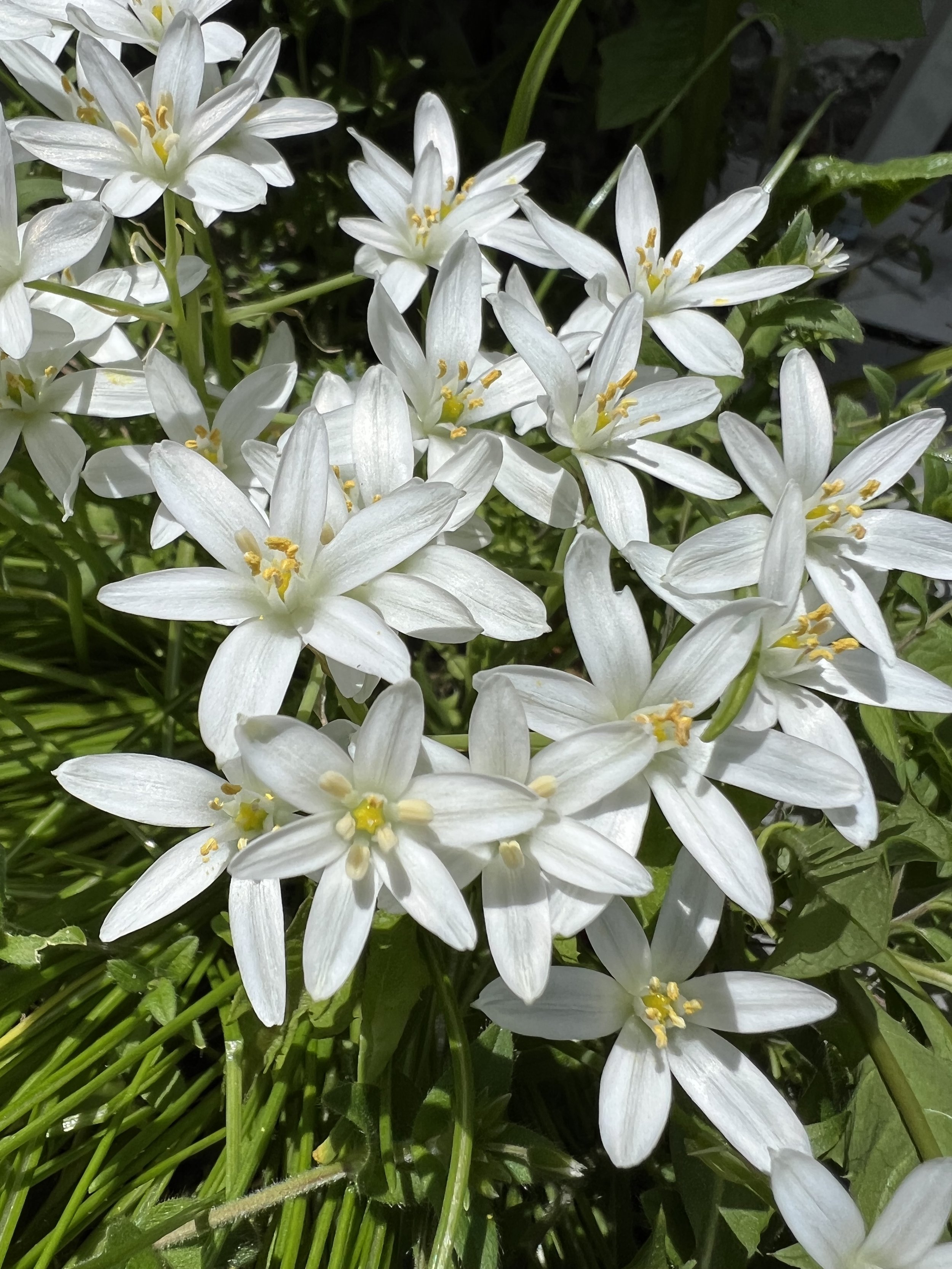 Star of Bethlehem healing flower essence for grief support