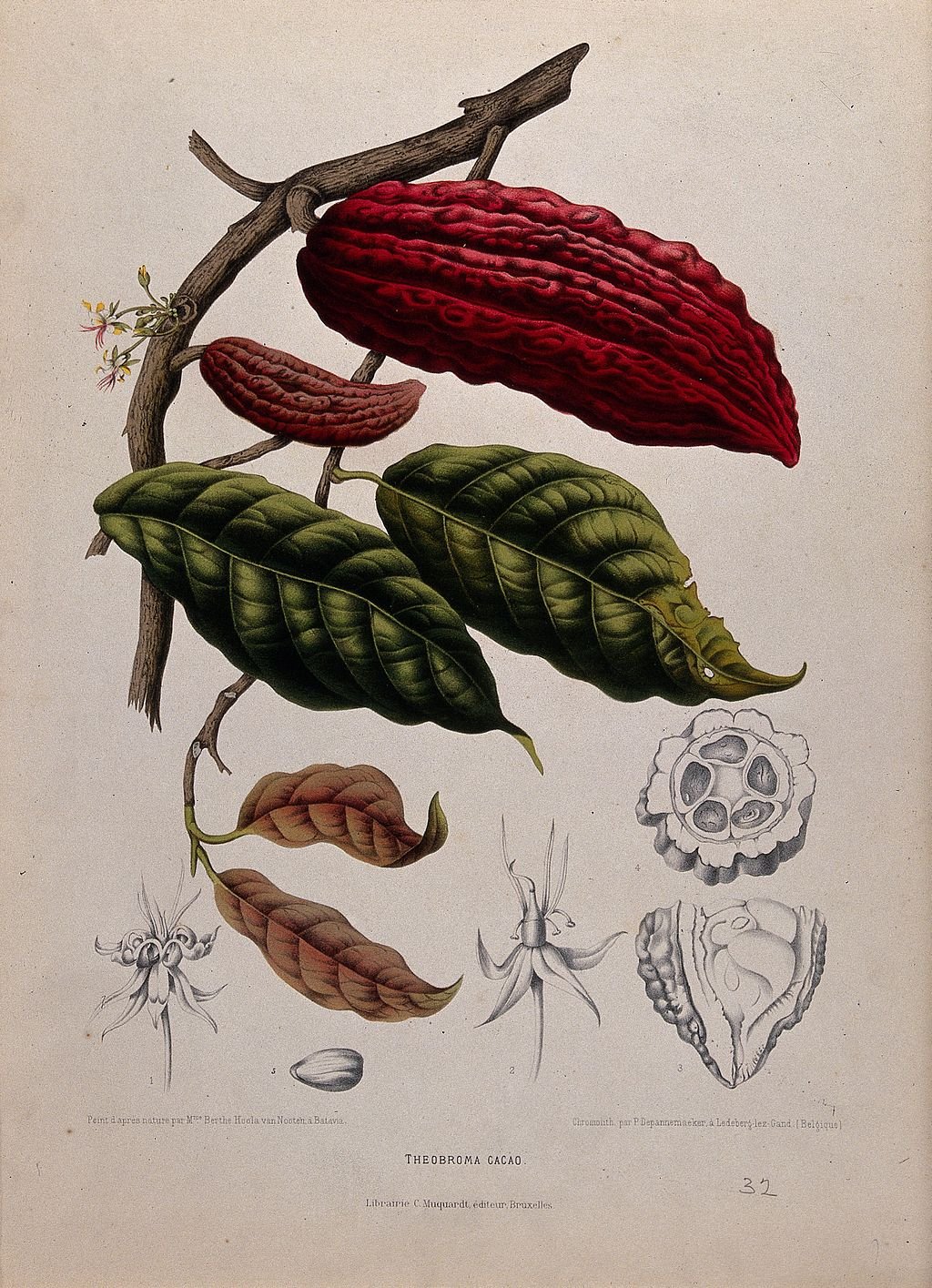 Cacao botanical illustration