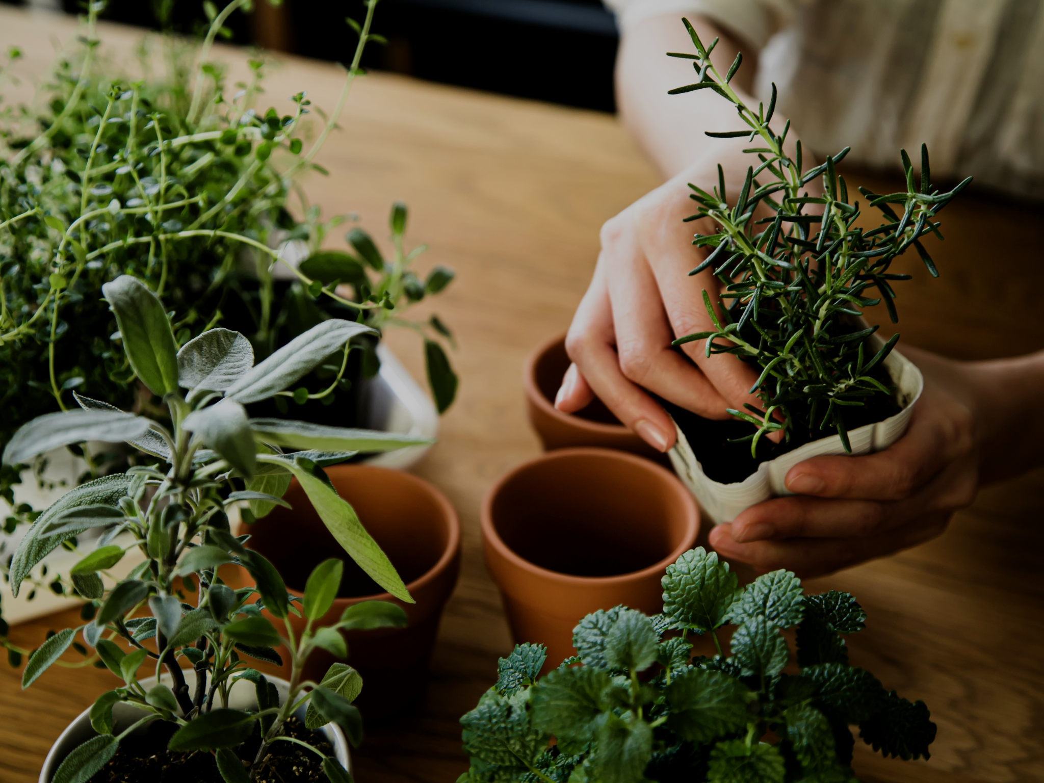 Pflanzen als Medizin