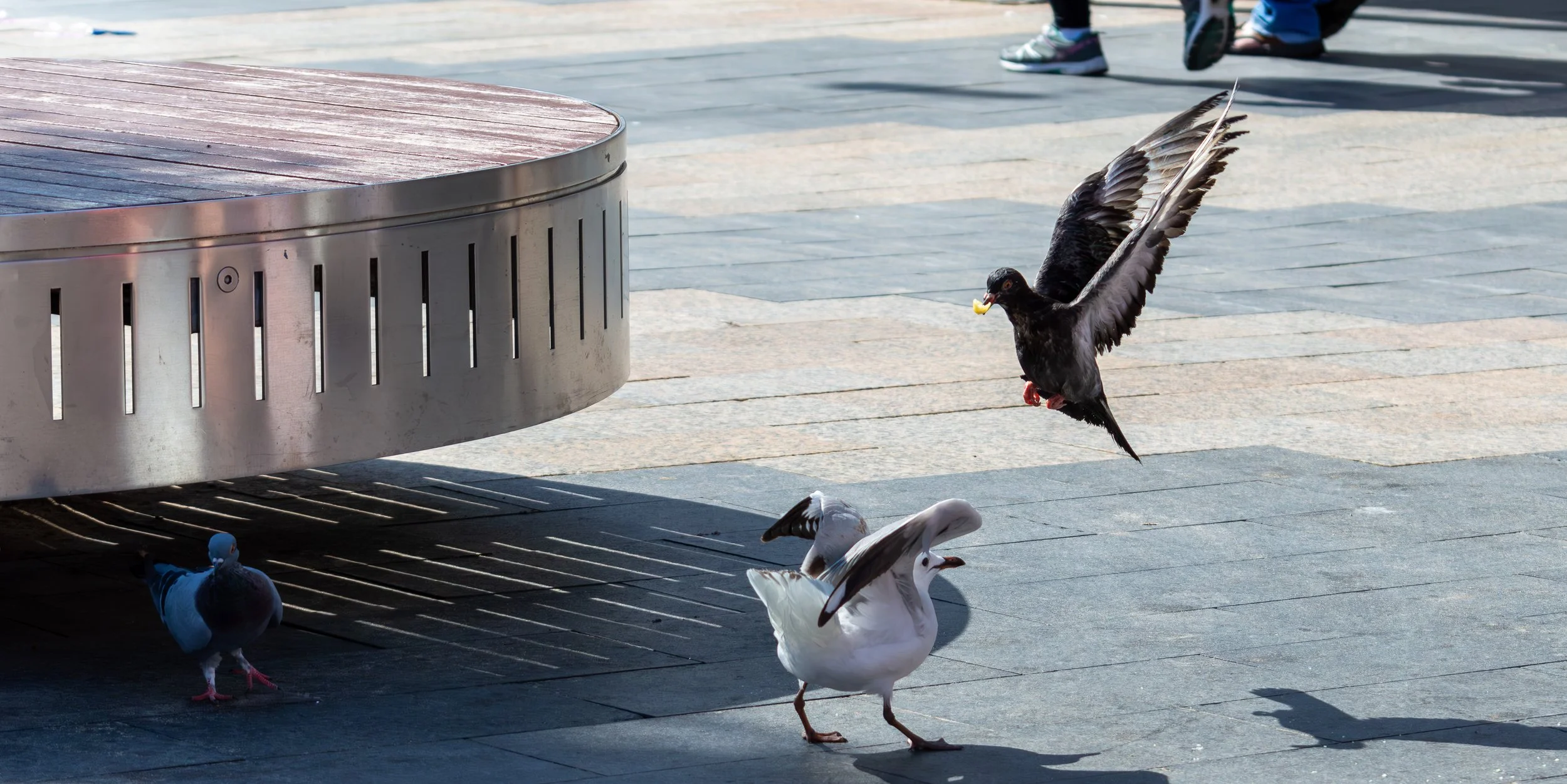 Pigeons on a paved area, one flying with wings spread, near a modern metallic bench, with people walking in the background.