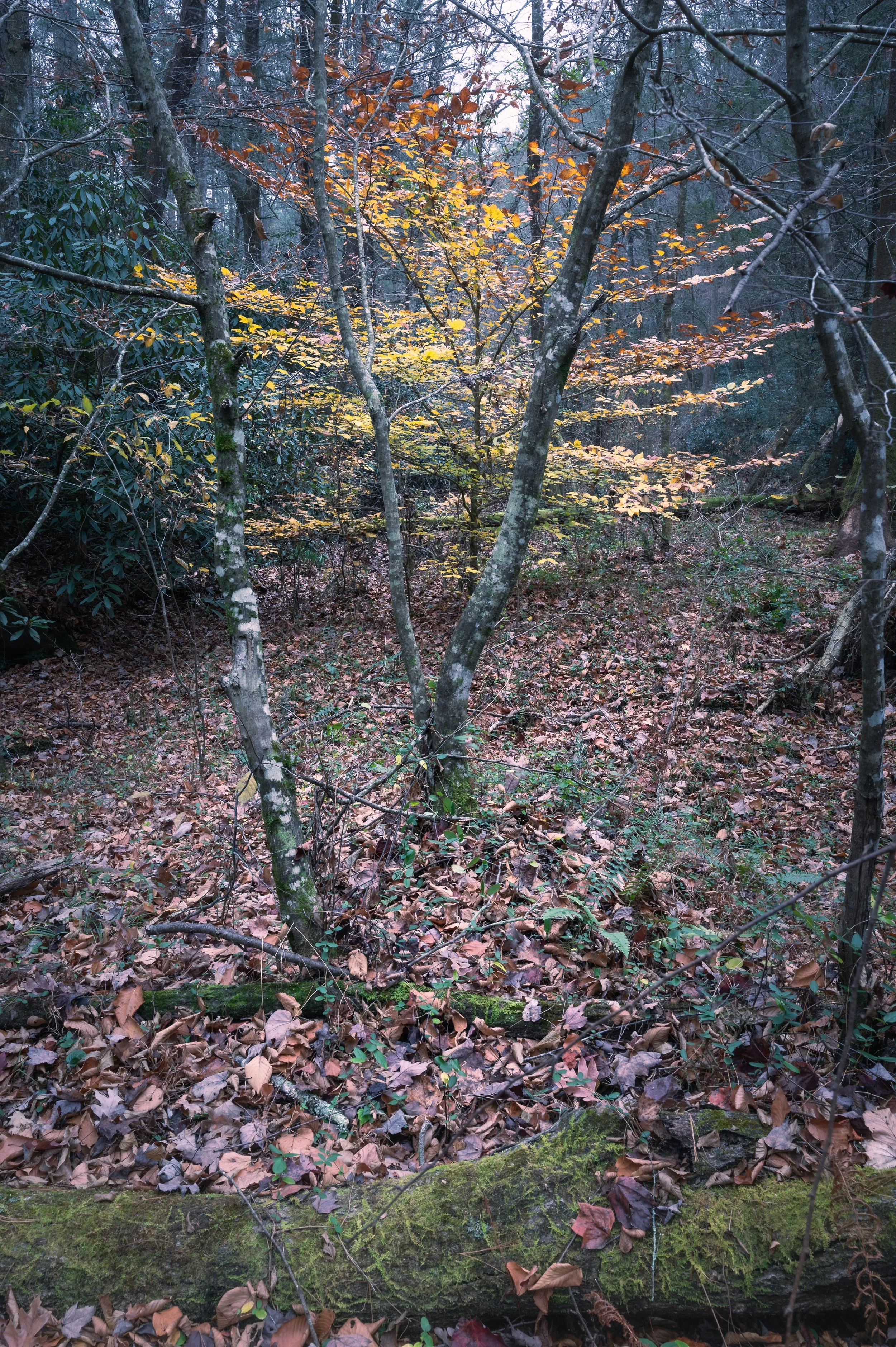 A forest scene with trees having yellow and orange autumn leaves, surrounded by green foliage and fallen leaves on the ground.