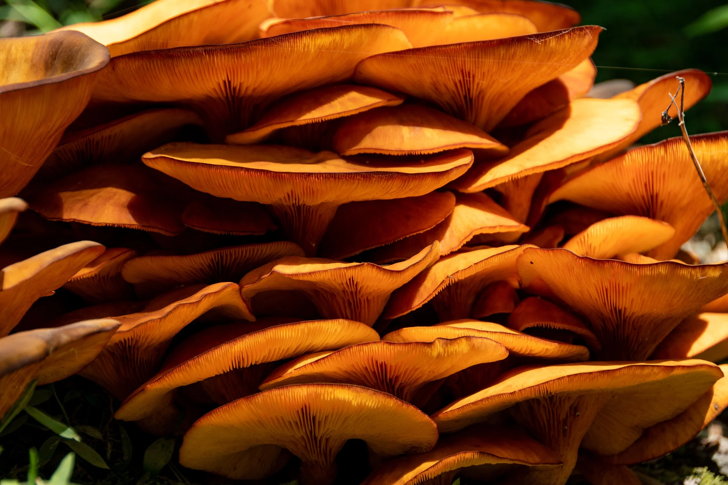 Close-up of a cluster of orange mushrooms with visible gills.