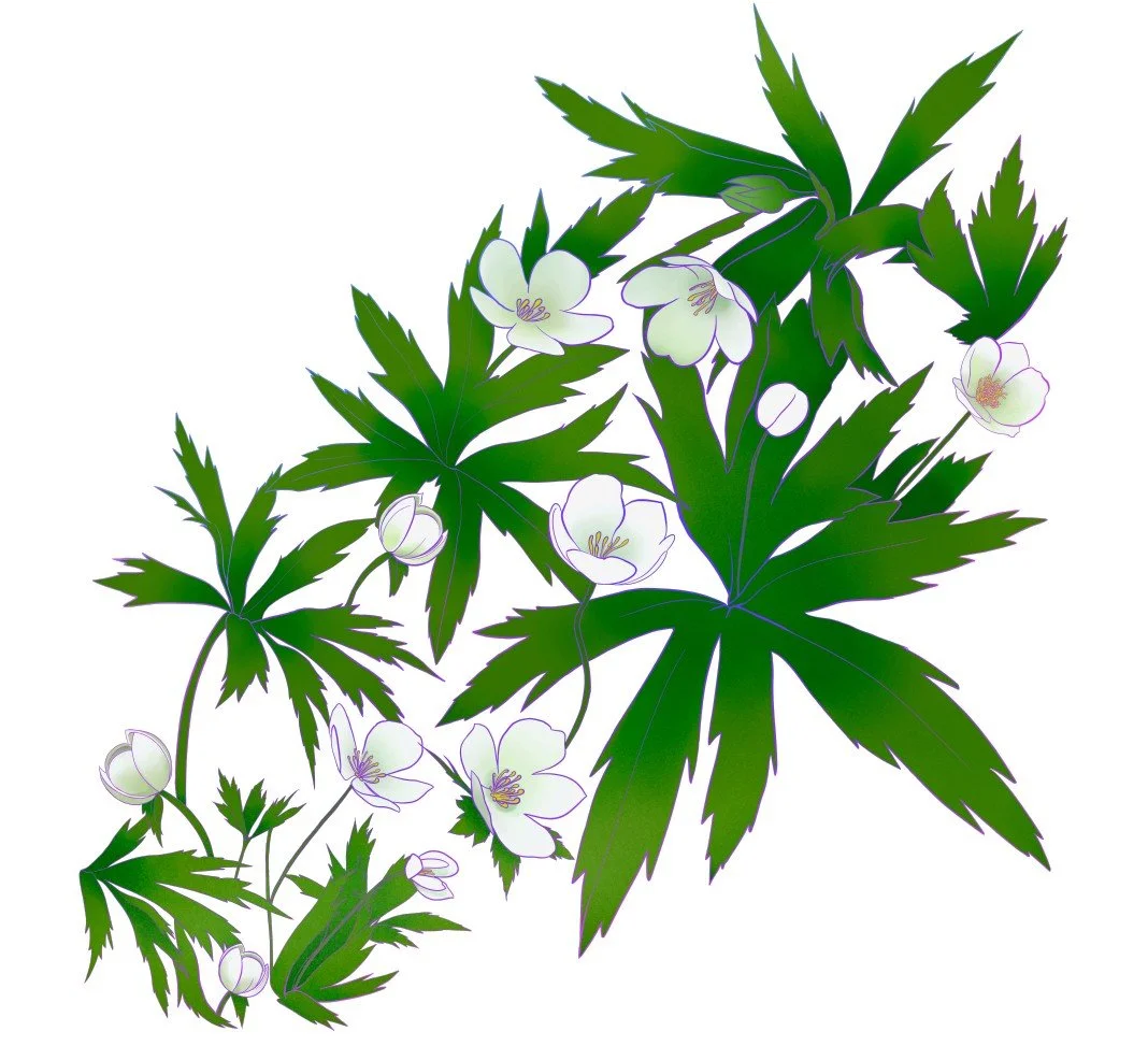 Canada Anemone.jpg