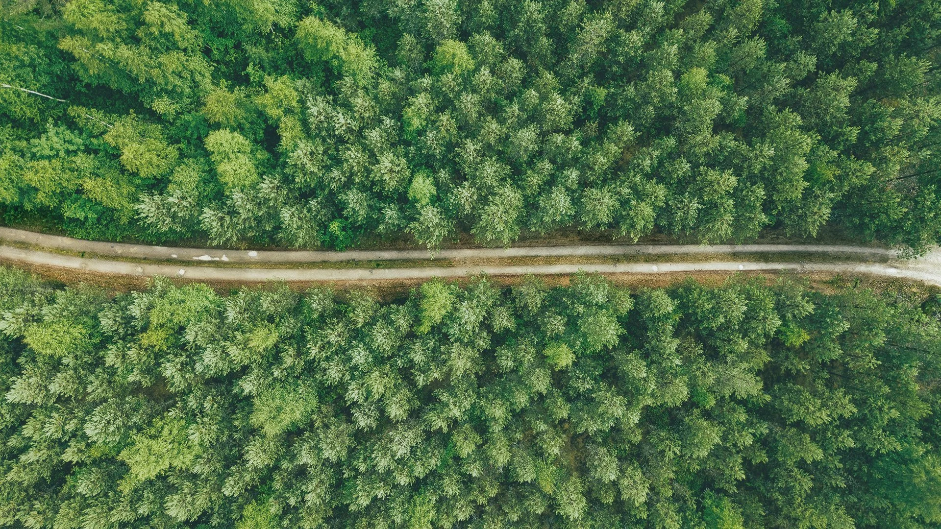 upm_plywood_rme_forest-road.jpg