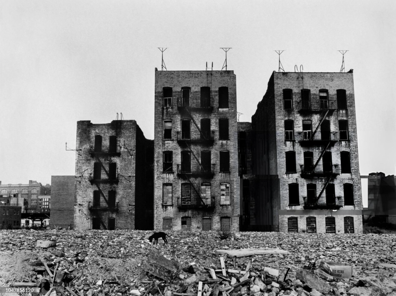 Abandoned apartment buildings amid rubble with a stray dog in the South Bronx are shown, 1977.