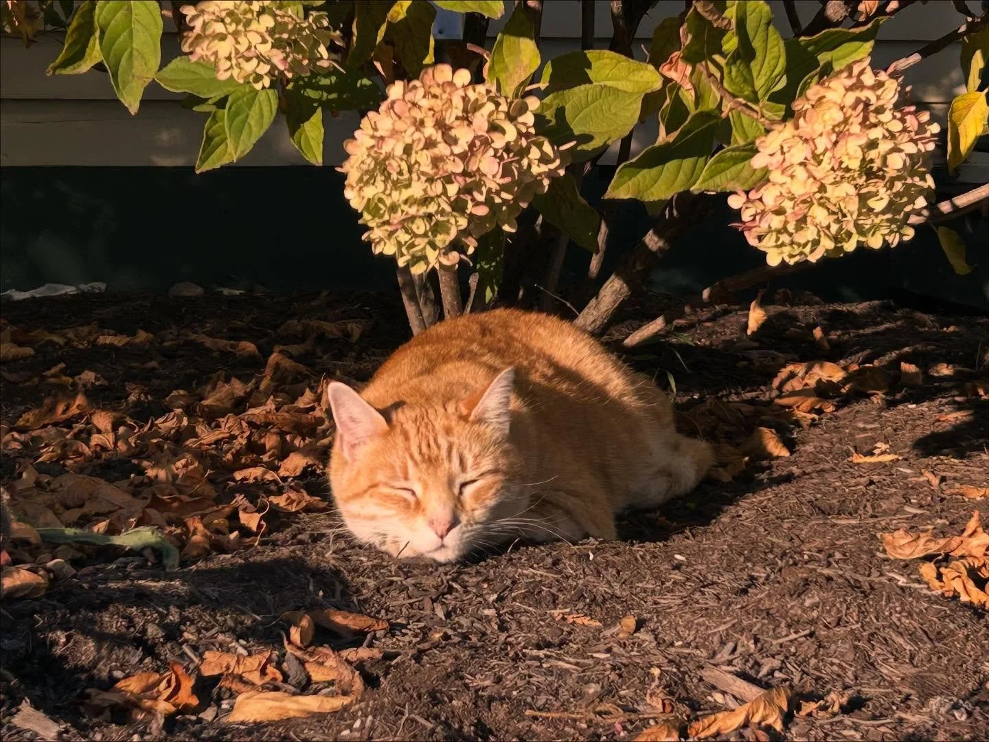 For all my cat people out there.  Kvothe was basking in the afternoon sun yesterday under the hydrangeas and posed for this photoshoot. 🐈💛🍂
#gardencat #kvothe #likeatiger