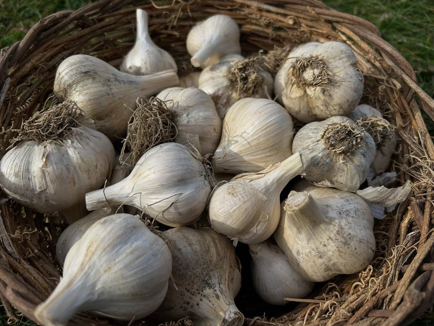 We planted garlic 🧄 this week and the gardens are nearly all tucked in for winter.  Just a little more raking and raspberry pruning left to go.