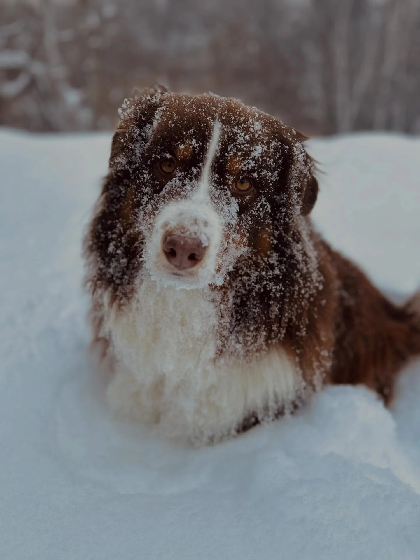 Chubbs wanted me to tell you that snow conditions in the Adirondacks are pretty epic!  AND the colder temps in the forecast should keep it that way as far as we can see.  We have a couple rooms open at the Inn this weekend.  DM or call for a last min