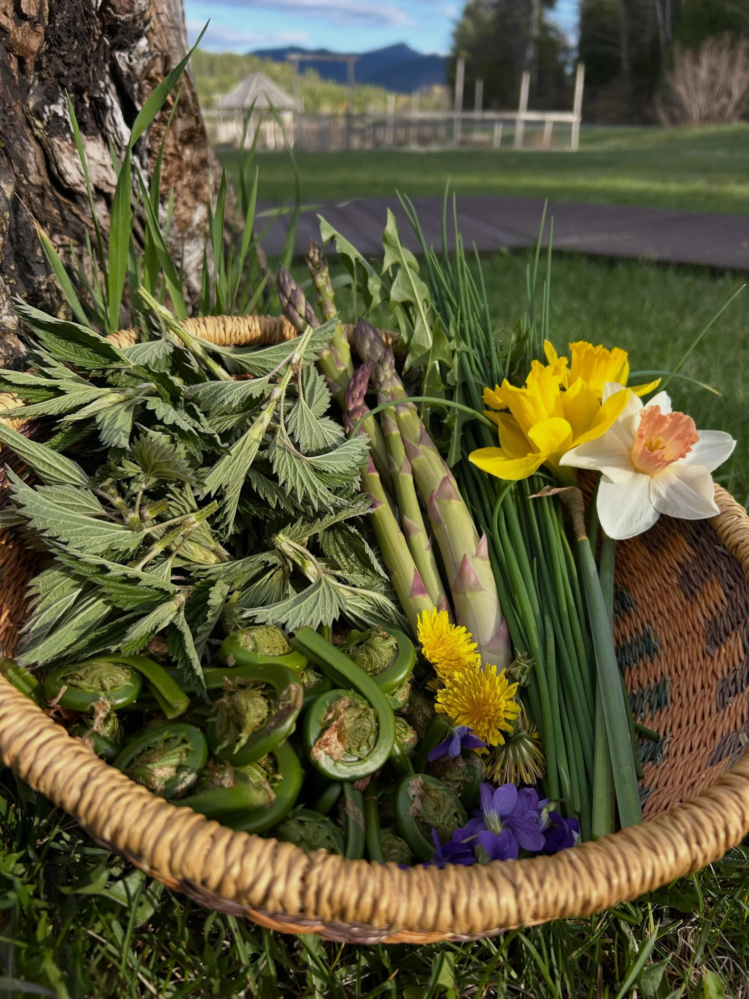 A little spring harvest and micro greens!  Yum!