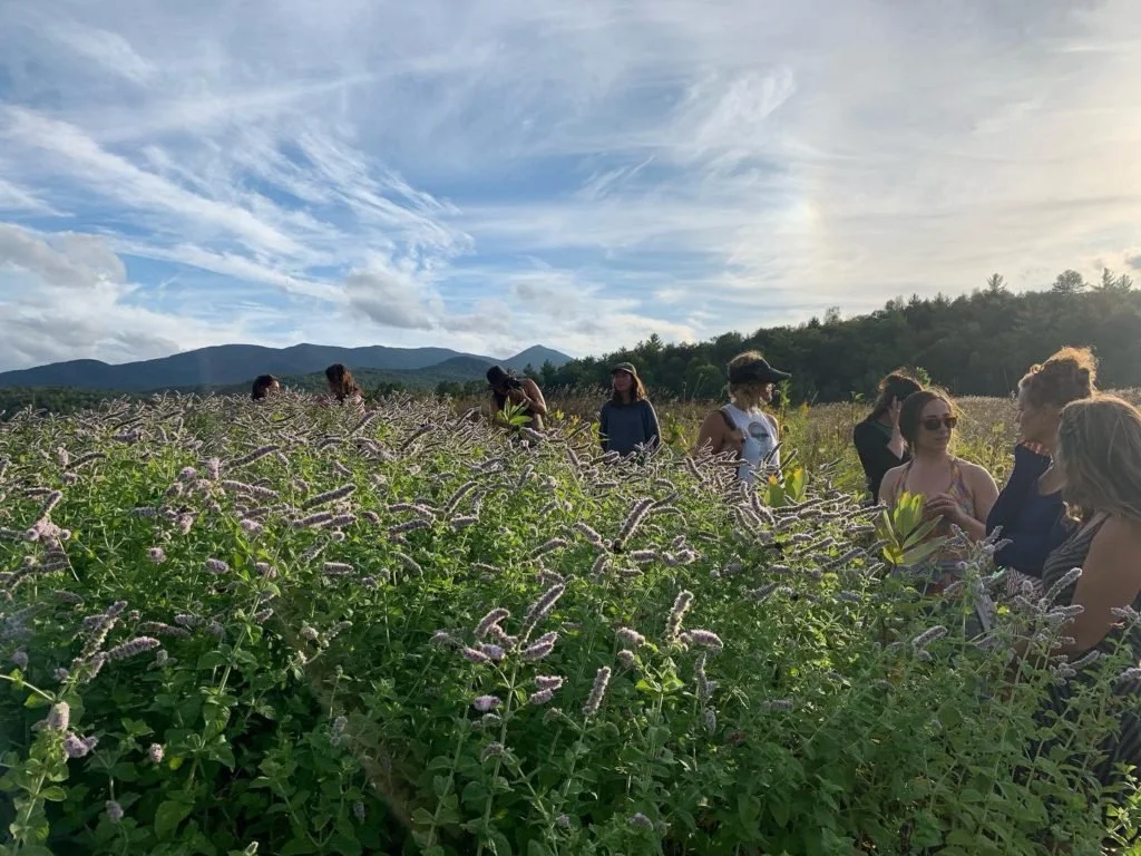 A group of people walking through meadows with scenic mountain views