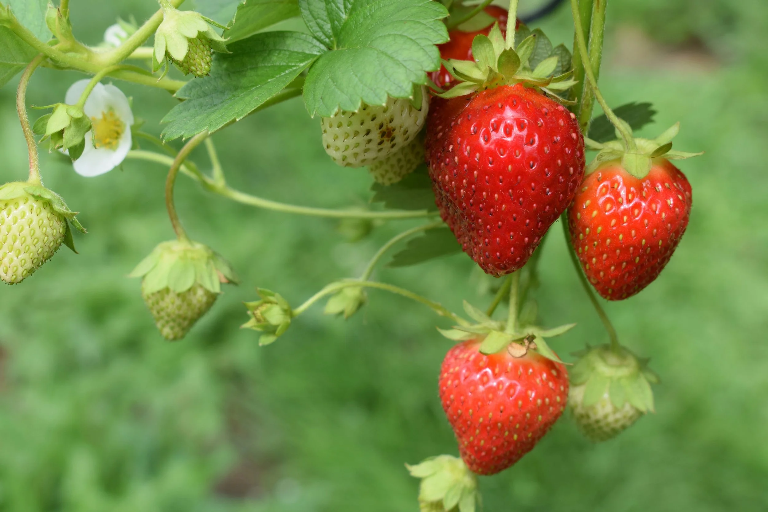 Strawberry Festival
