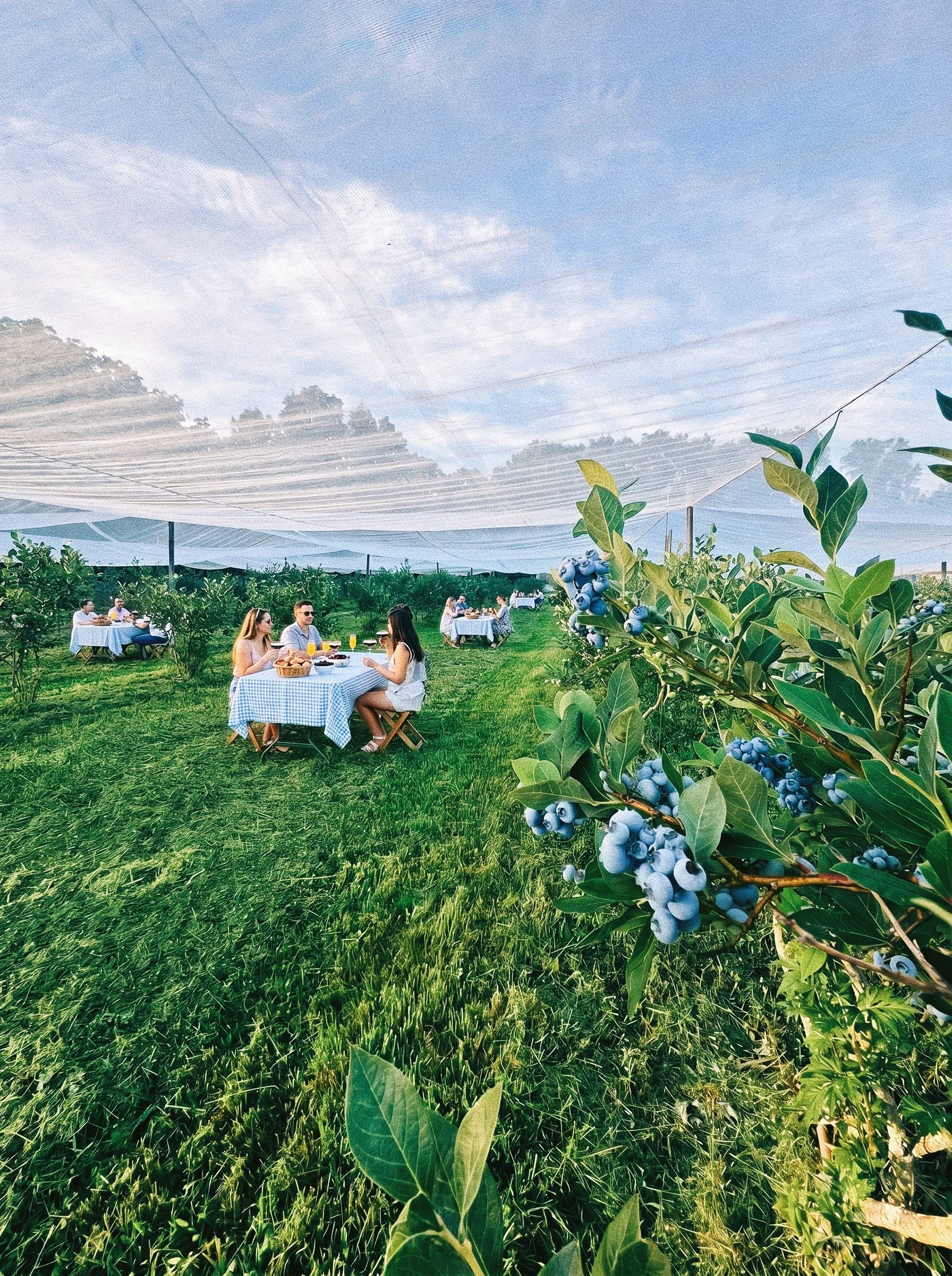 Brunch in the Blueberries (07/12 is SOLD OUT)