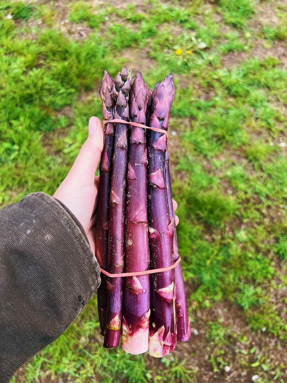 Hand holding a bunch of fresh purple asparagus tied with a rubber band, with a grassy ground in the background.