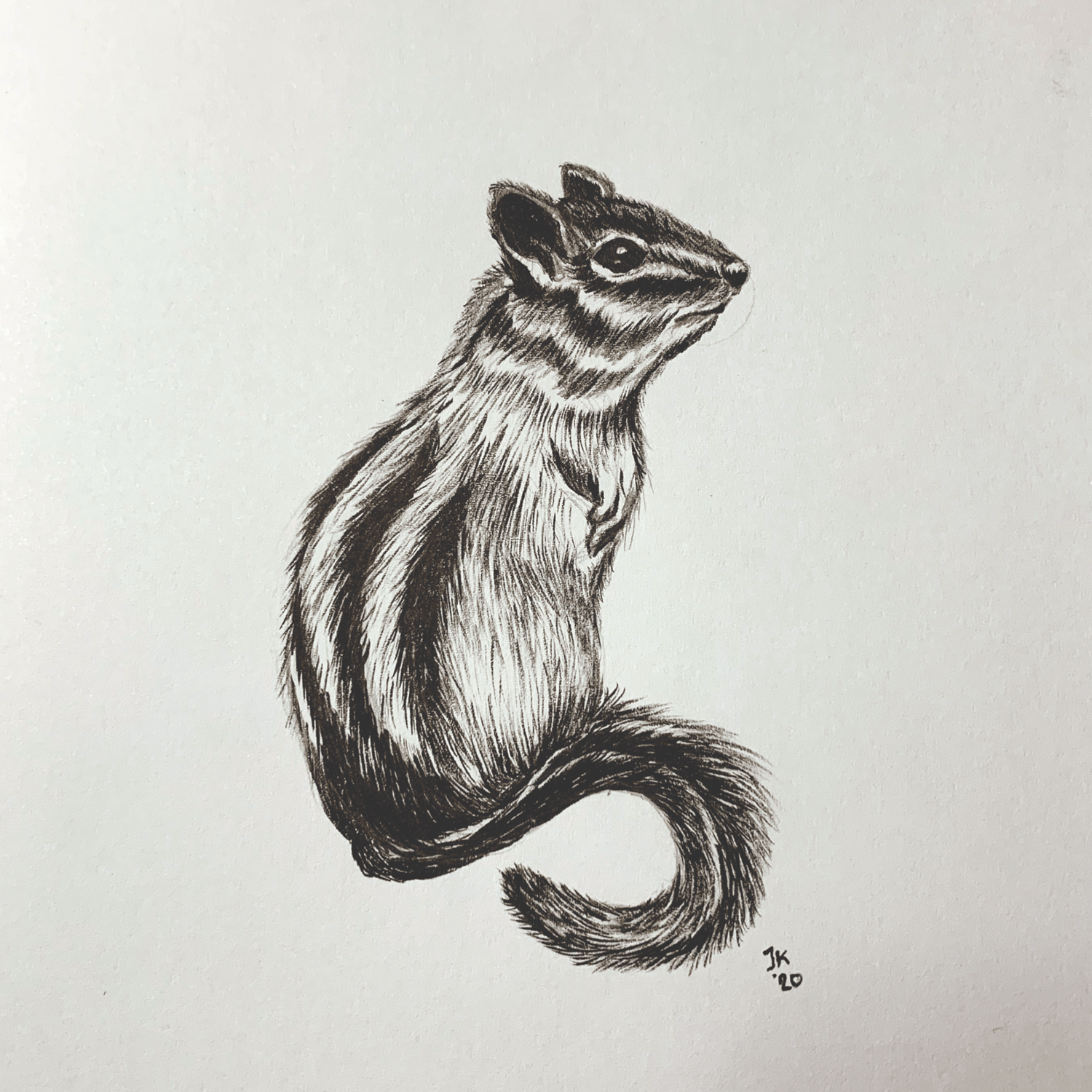 traiditional-chipmunk.png