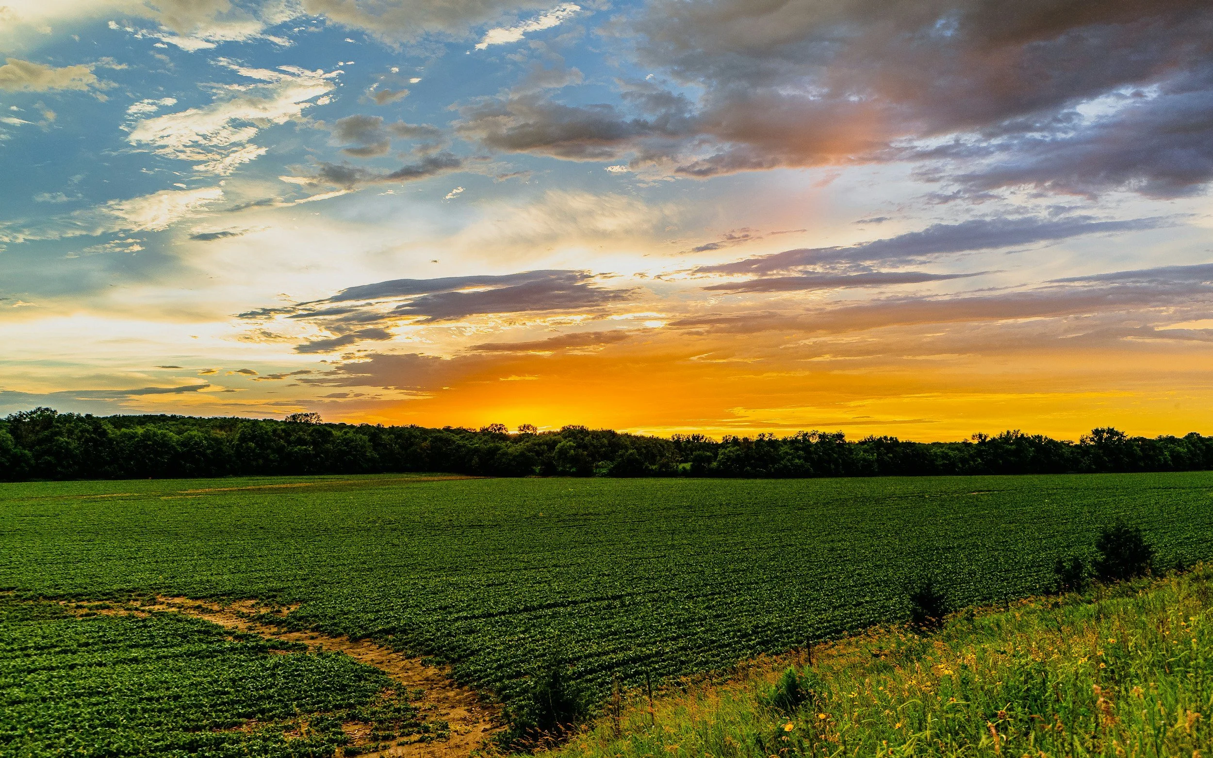 farm field at sunset