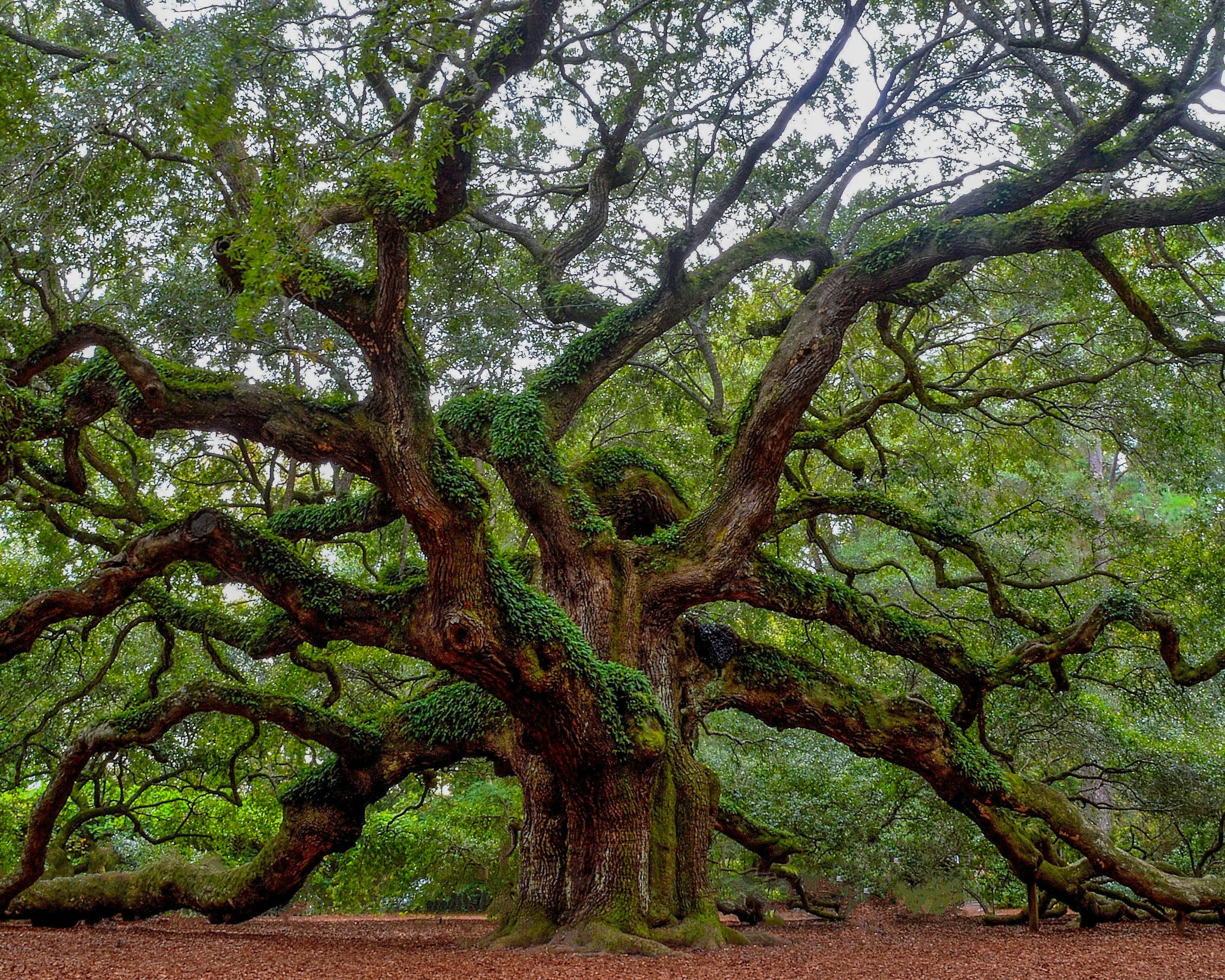 Underside of a large tree with moss