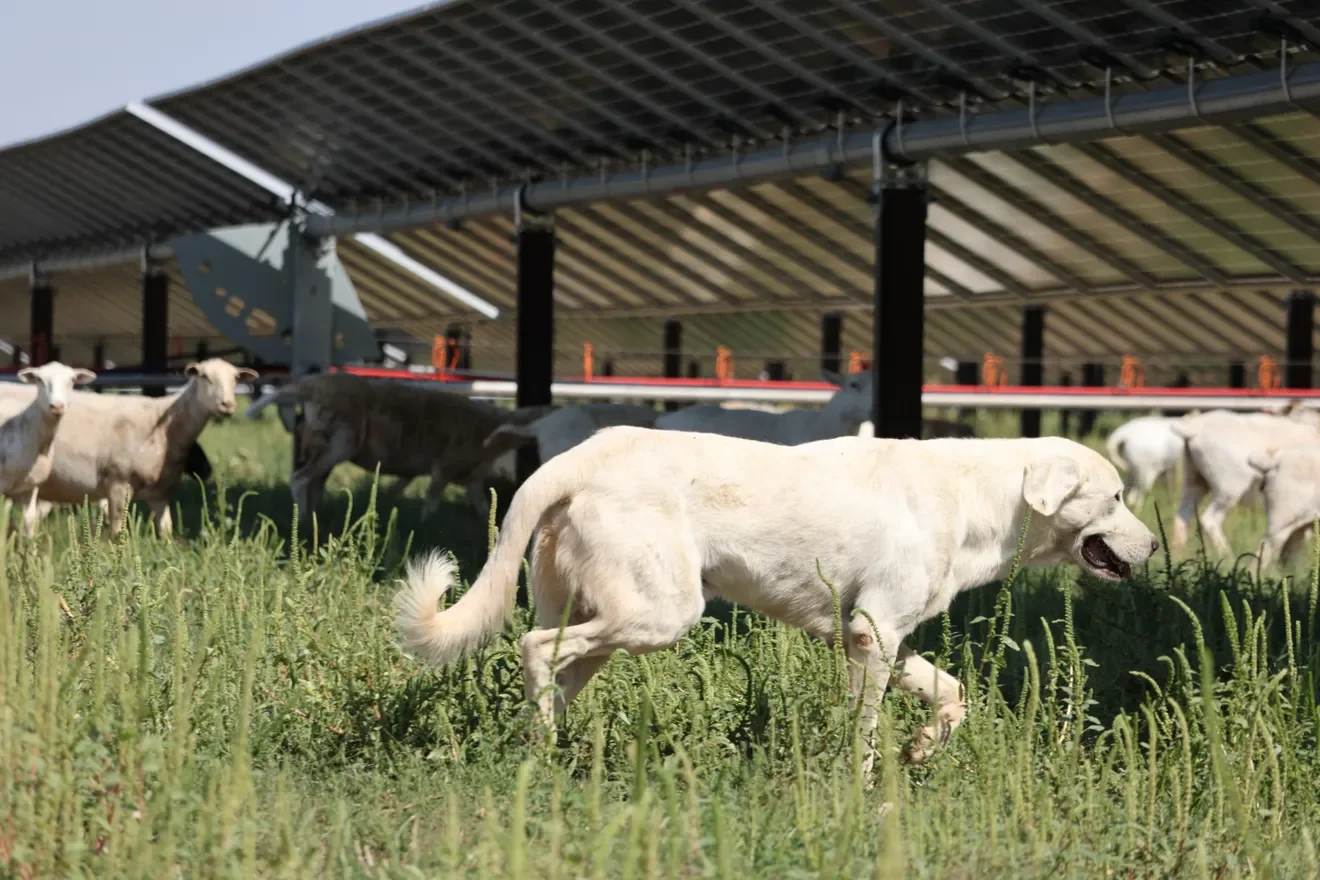 2,500 sheep are working at a Tulia solar farm. Here's why