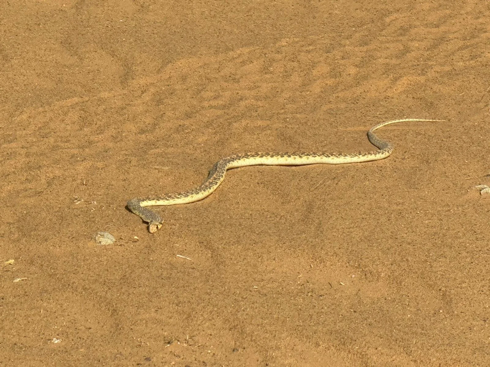 WhatsApp Image 2025-11-22 at 08.01.26.jpeg