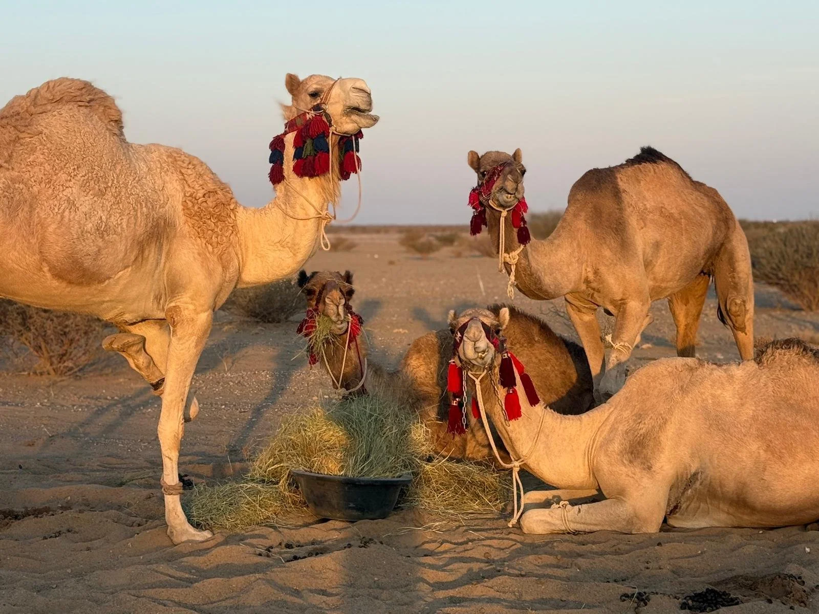 WhatsApp Image 2025-12-16 at 13.04.59 (2).jpeg