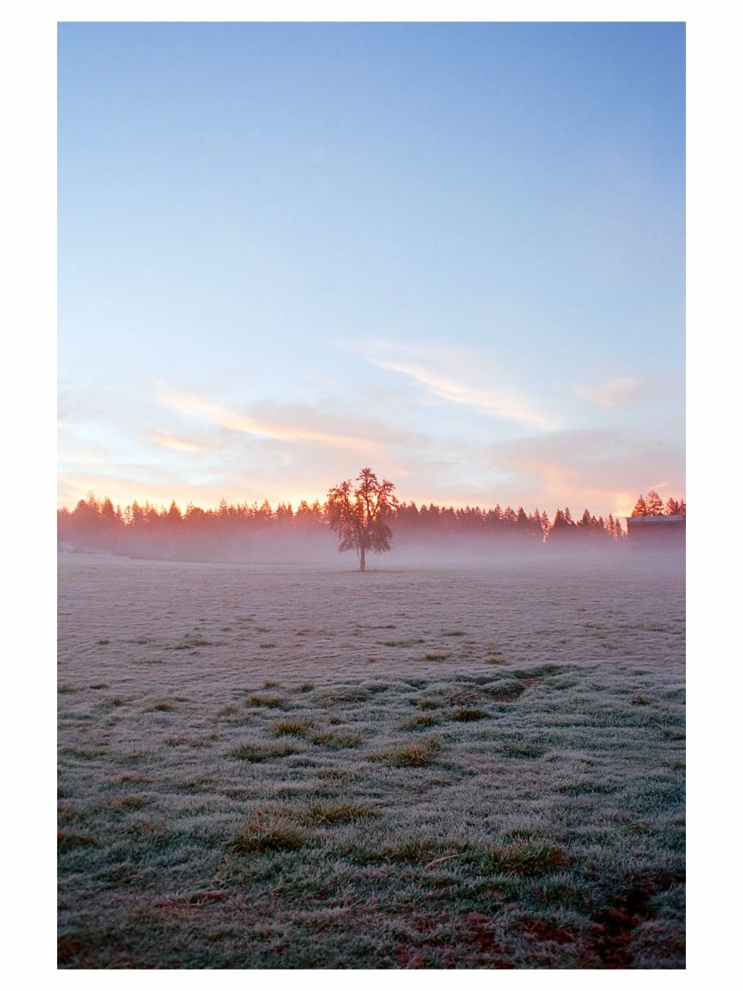 Early morning frost and sun. #nikonf6 #ektar100 #35mm #madewithkodak #pnw