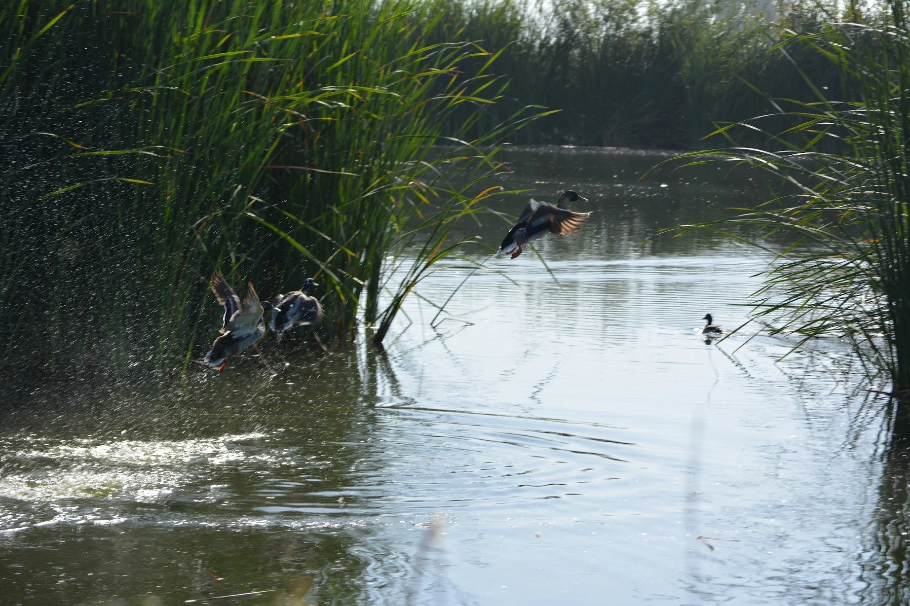 duck flying image.JPG