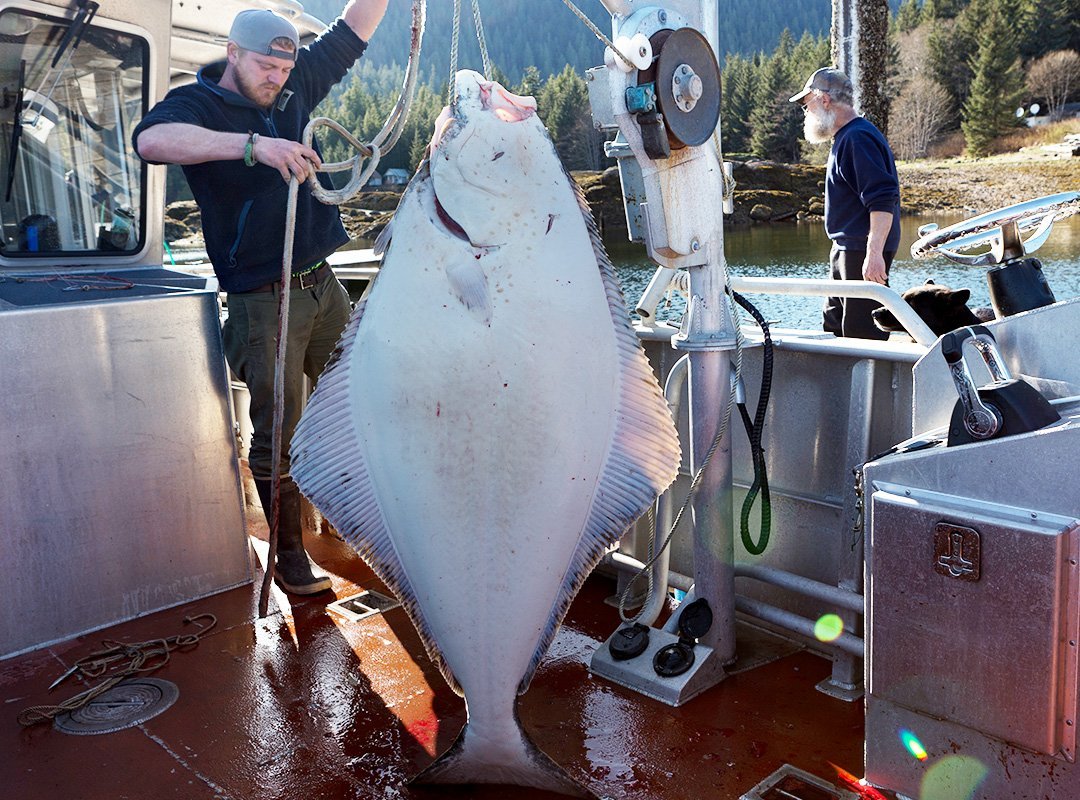 AA_Halibut.jpg