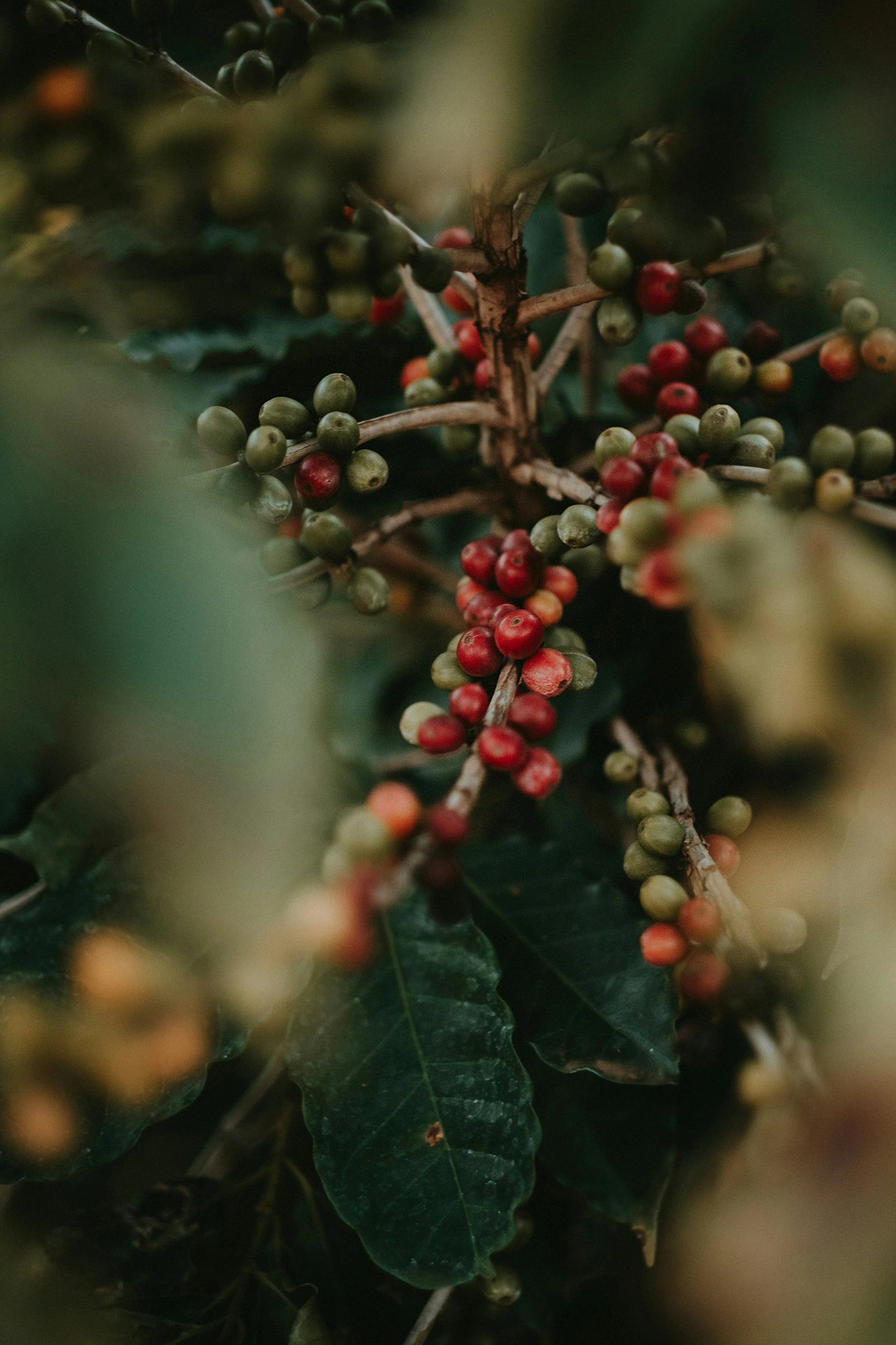 From Tree to cup: The incredible journey of Guatemalan coffee