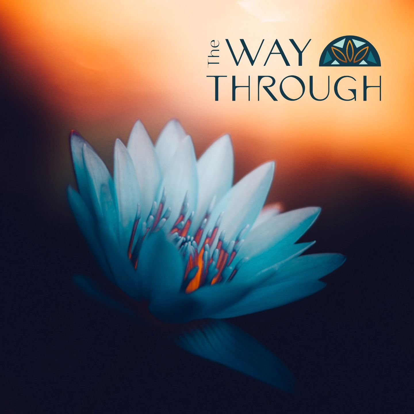 Paula is a grief counselor who started The Way Through, Grief Counseling to fill a gap in grief care, informed by lived experience. She wanted her brand and website design to be inspired by both the darkness and light to be found in nature.
 
We also