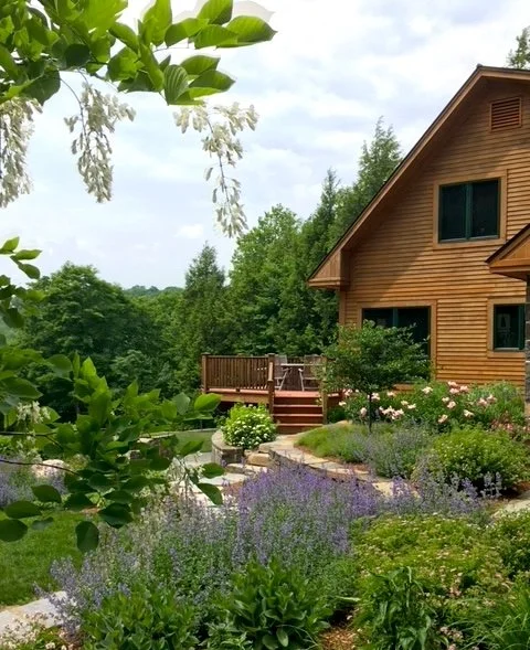 yellowwood bloom.jpeg