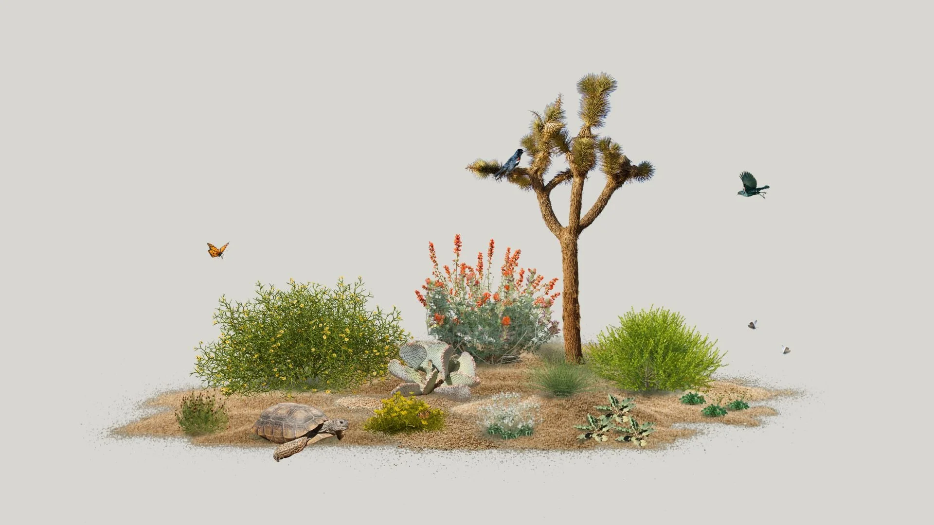 welcoming wildlife in the desert