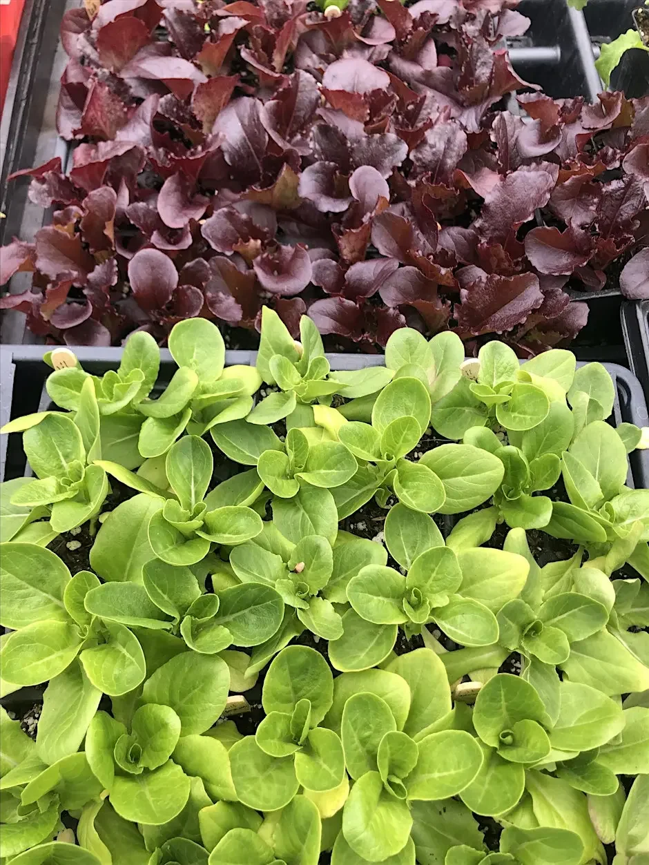 Seeds and Seedlings at The Table Public House