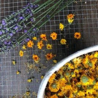 Healing Salves Workshop