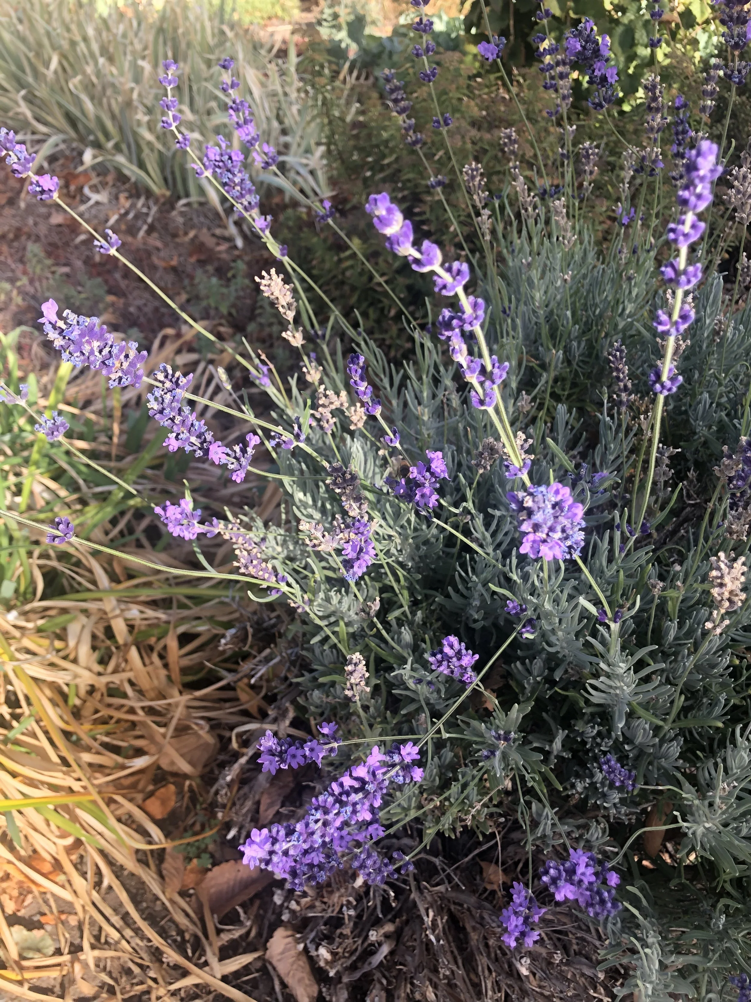 Lovely Lavender Class