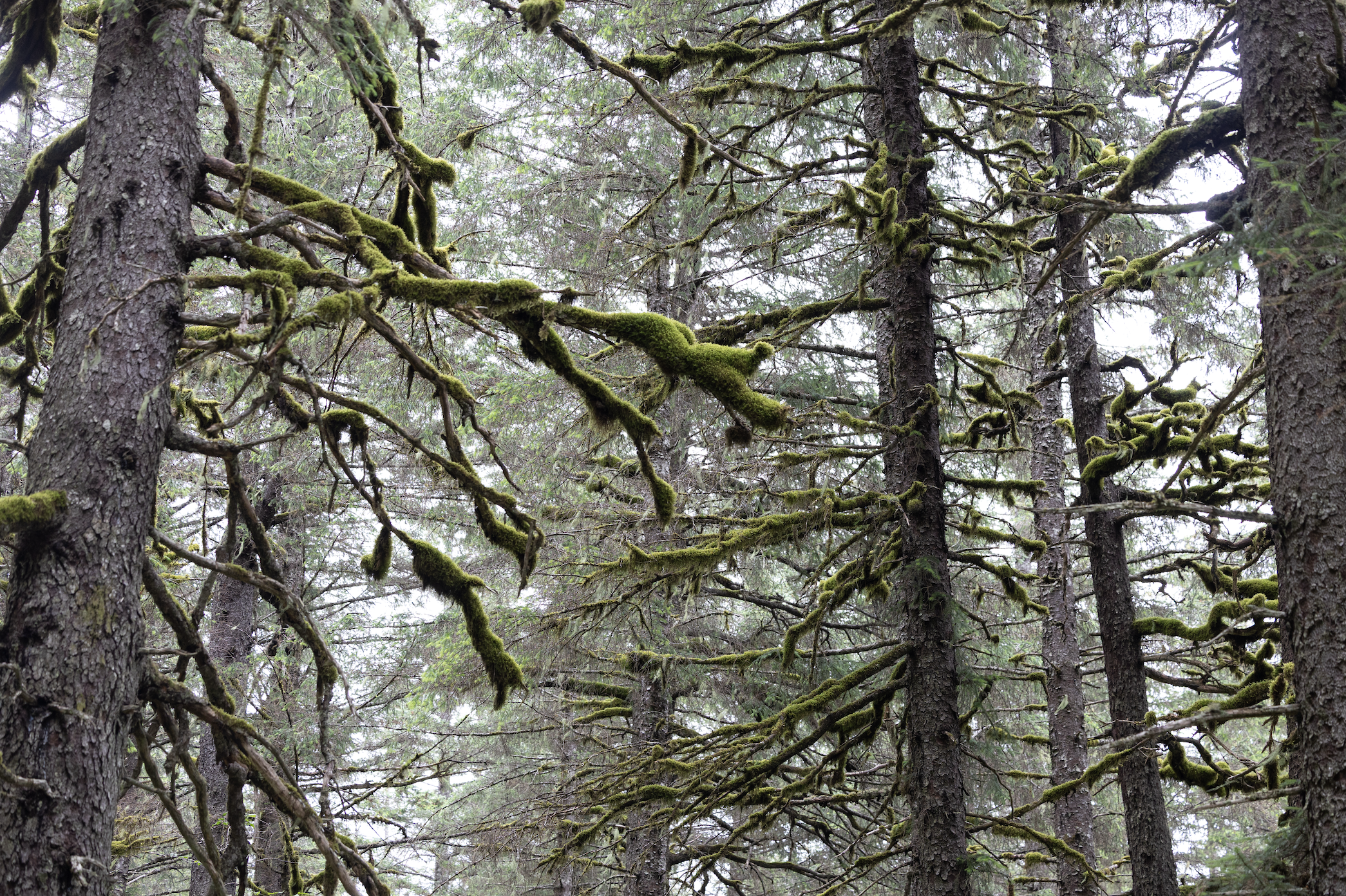 1014 Pieces: Mossy Forest, Alaska