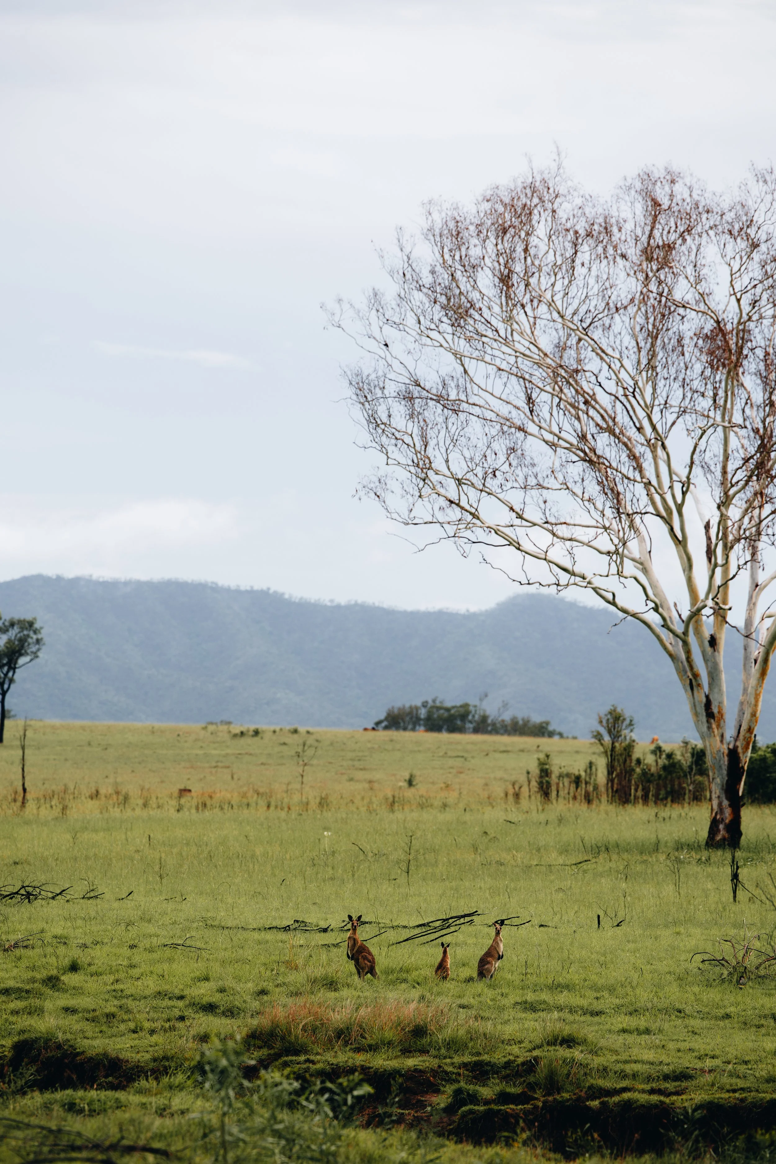 Kangaroo