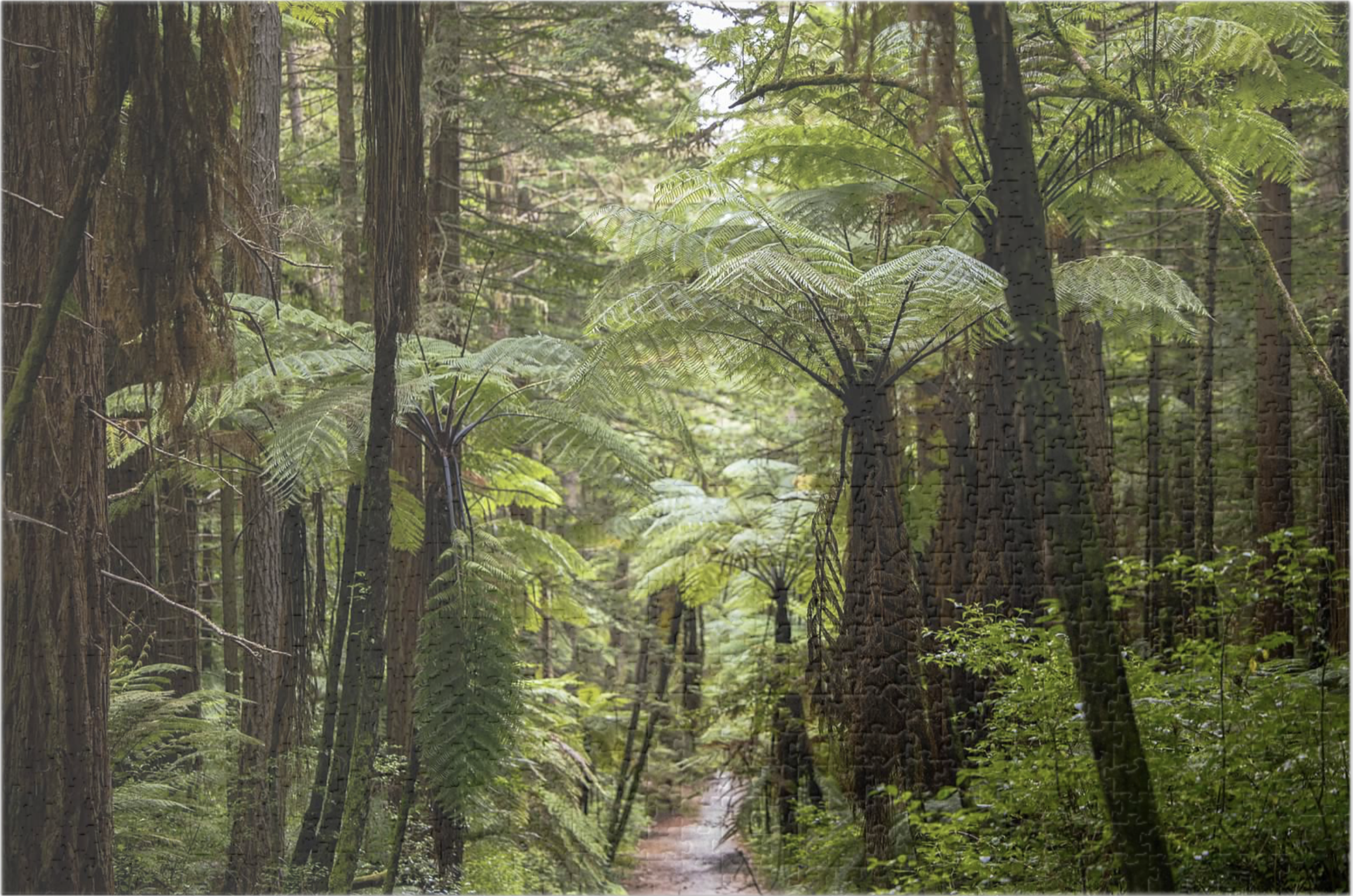 1014 Pieces: Redwoods, New Zealand
