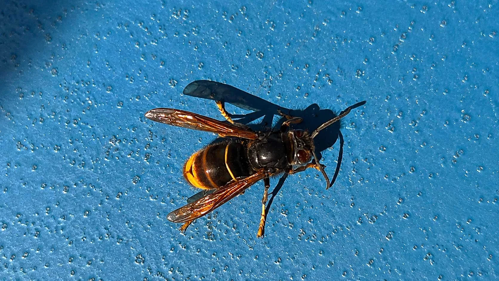 An Unexpected Passenger, Asian Hornet Spotted on Ferry to the UK!