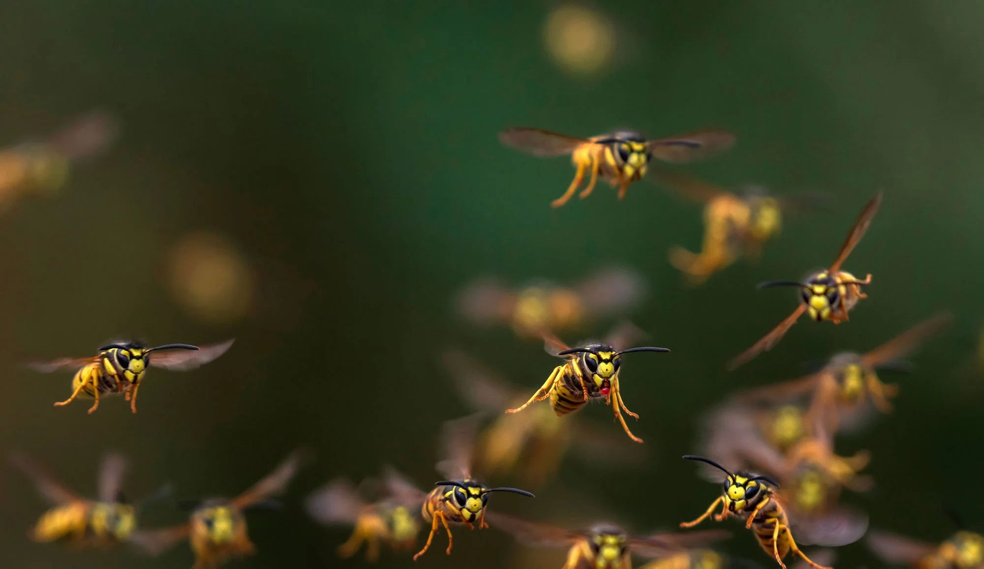 From Hornets to Wasps: The Evolution of Trap-X