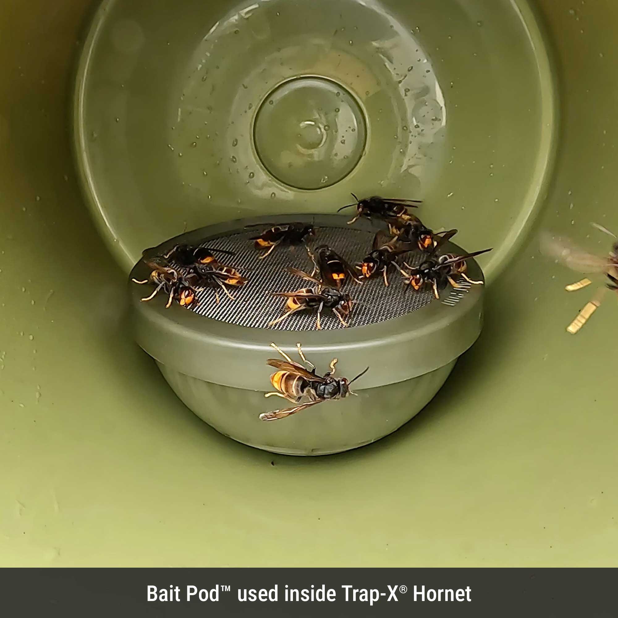 Bait Pod inside trap-x hornet.jpg