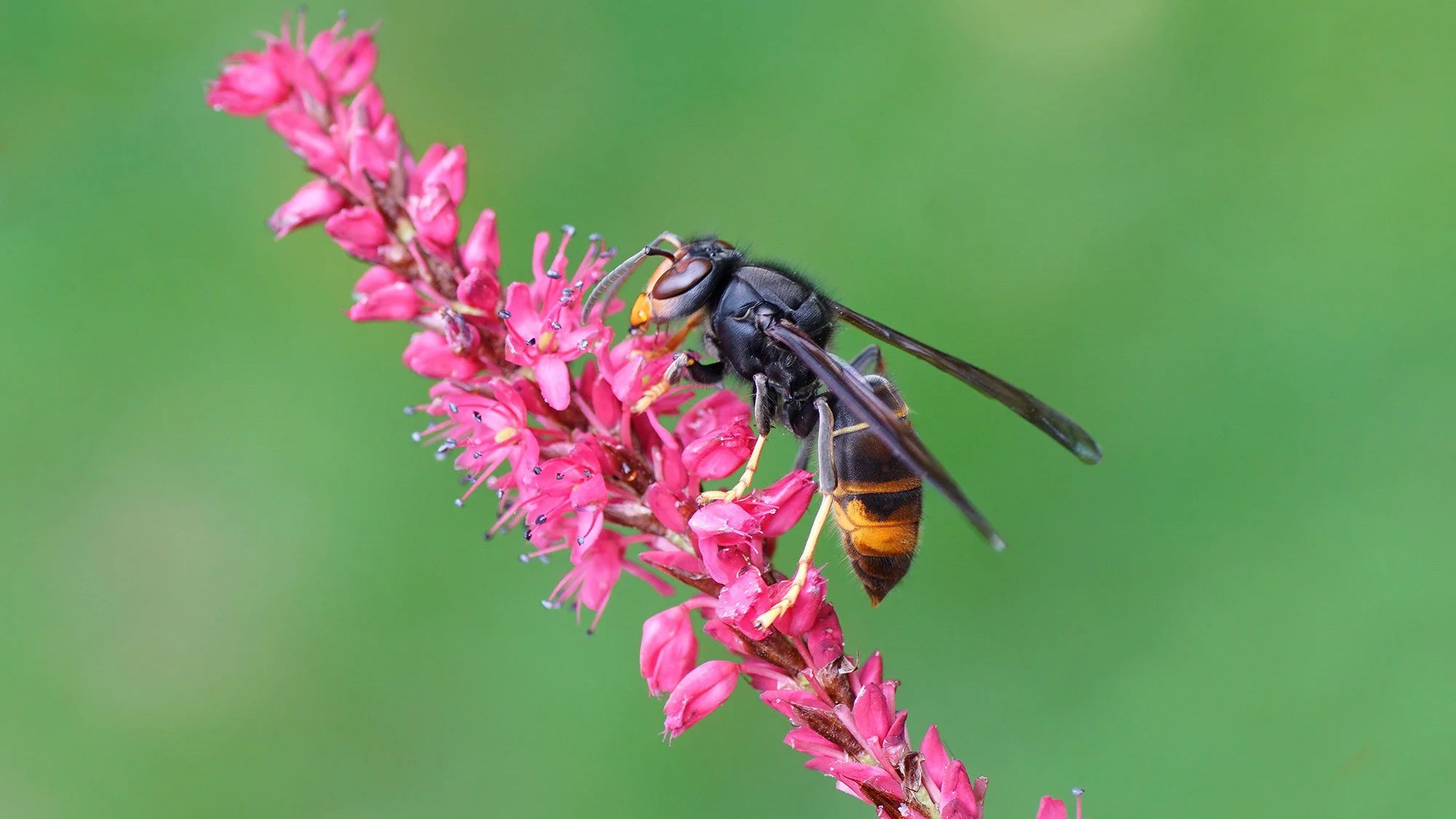 Asian Hornet Monitoring UK: Why It Matters and How You Can Help