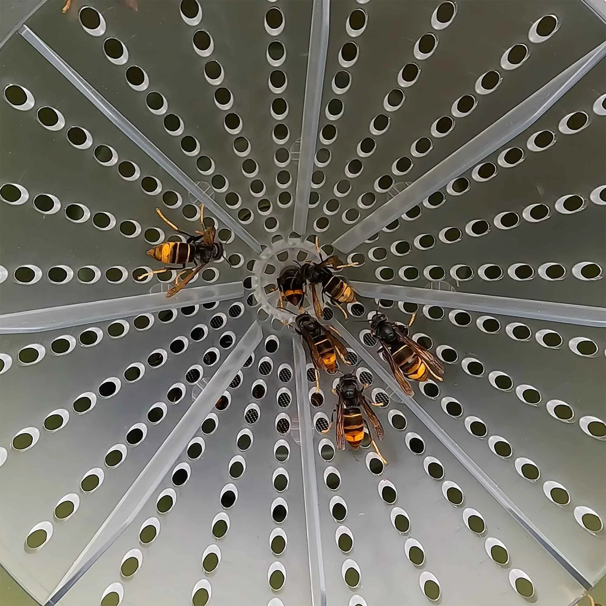 TRAP-X-with-hornets-close.jpg