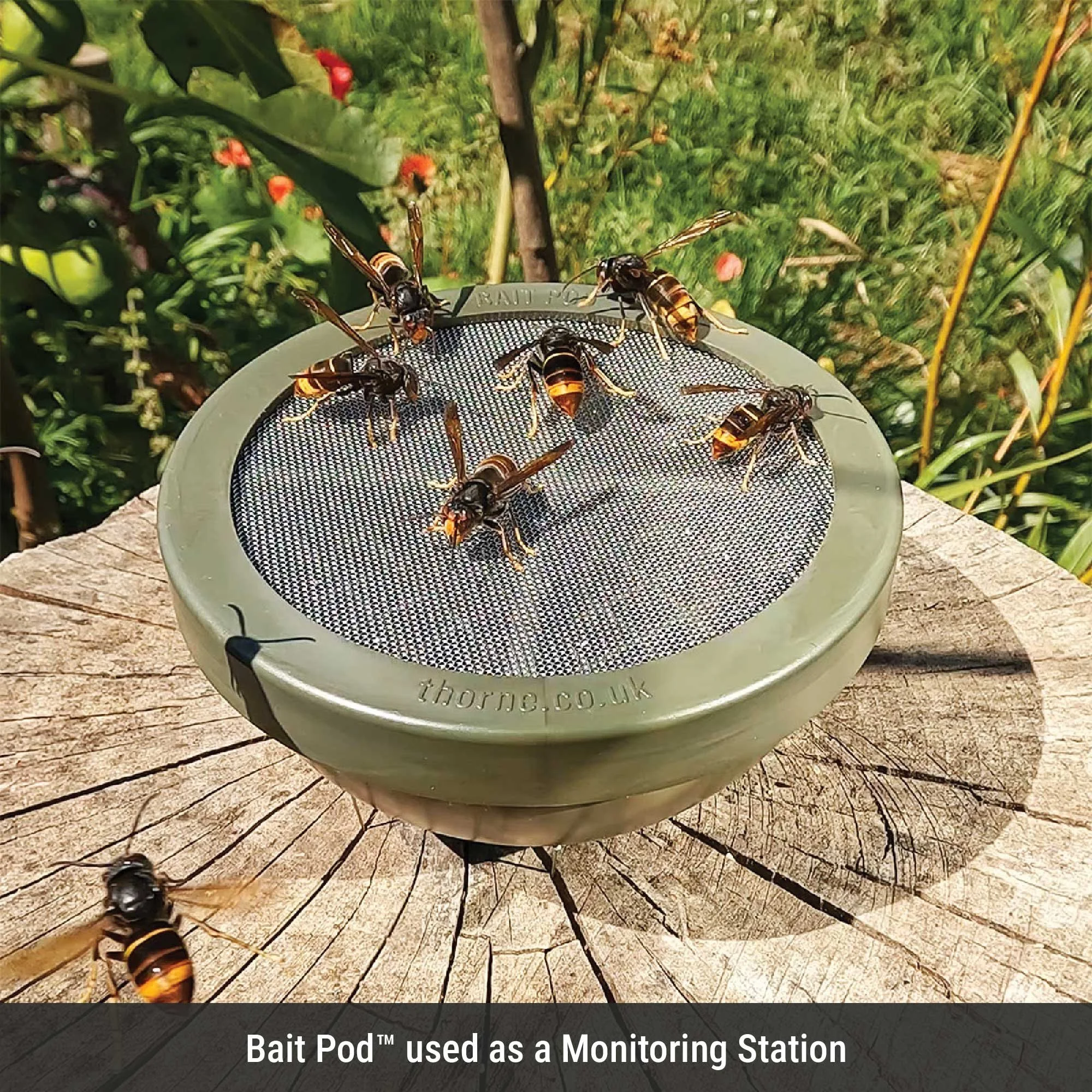 bait pod used a a monitoring station.jpg
