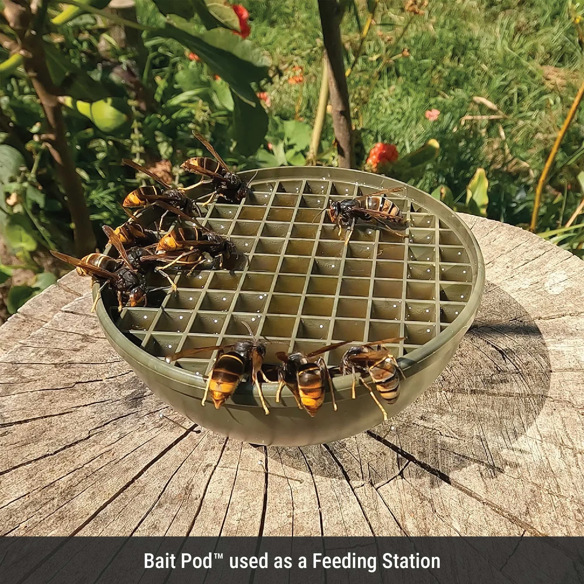 Bait Pos used as a feeding station.jpg