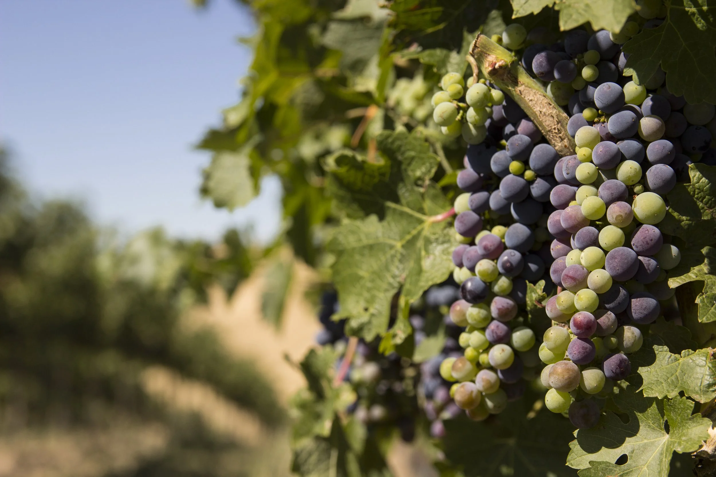Precept Wine &amp; Spirits Acquires Brand Portfolio of Miller Family Wine Company