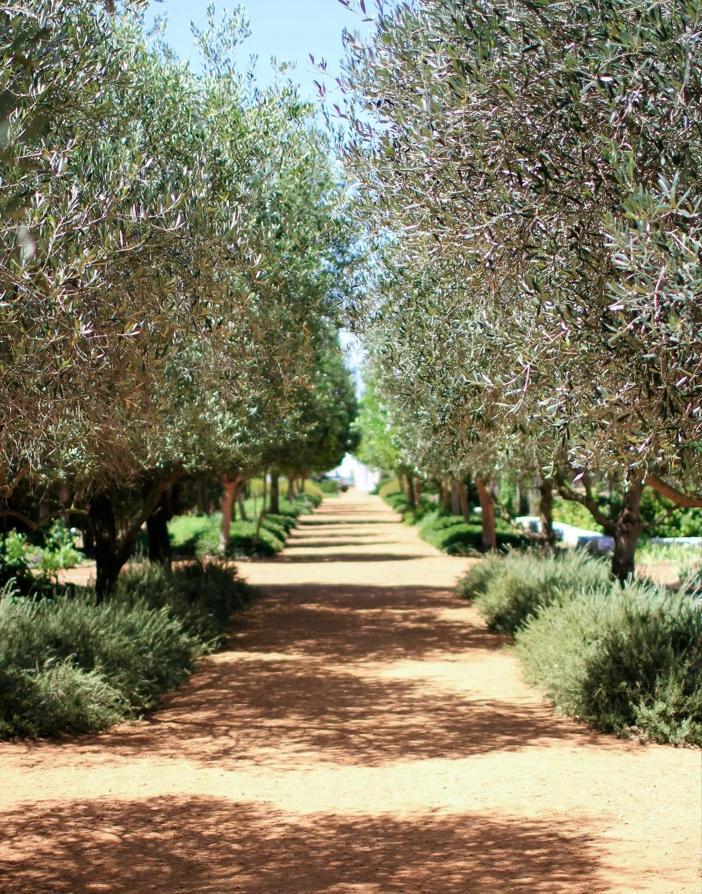 Fun fact: Most of the world&rsquo;s olive trees have roots in the ancient Levant &mdash; especially the lands of modern-day Lebanon, one of the earliest homes of olive cultivation. 🌍🌿🇱🇧