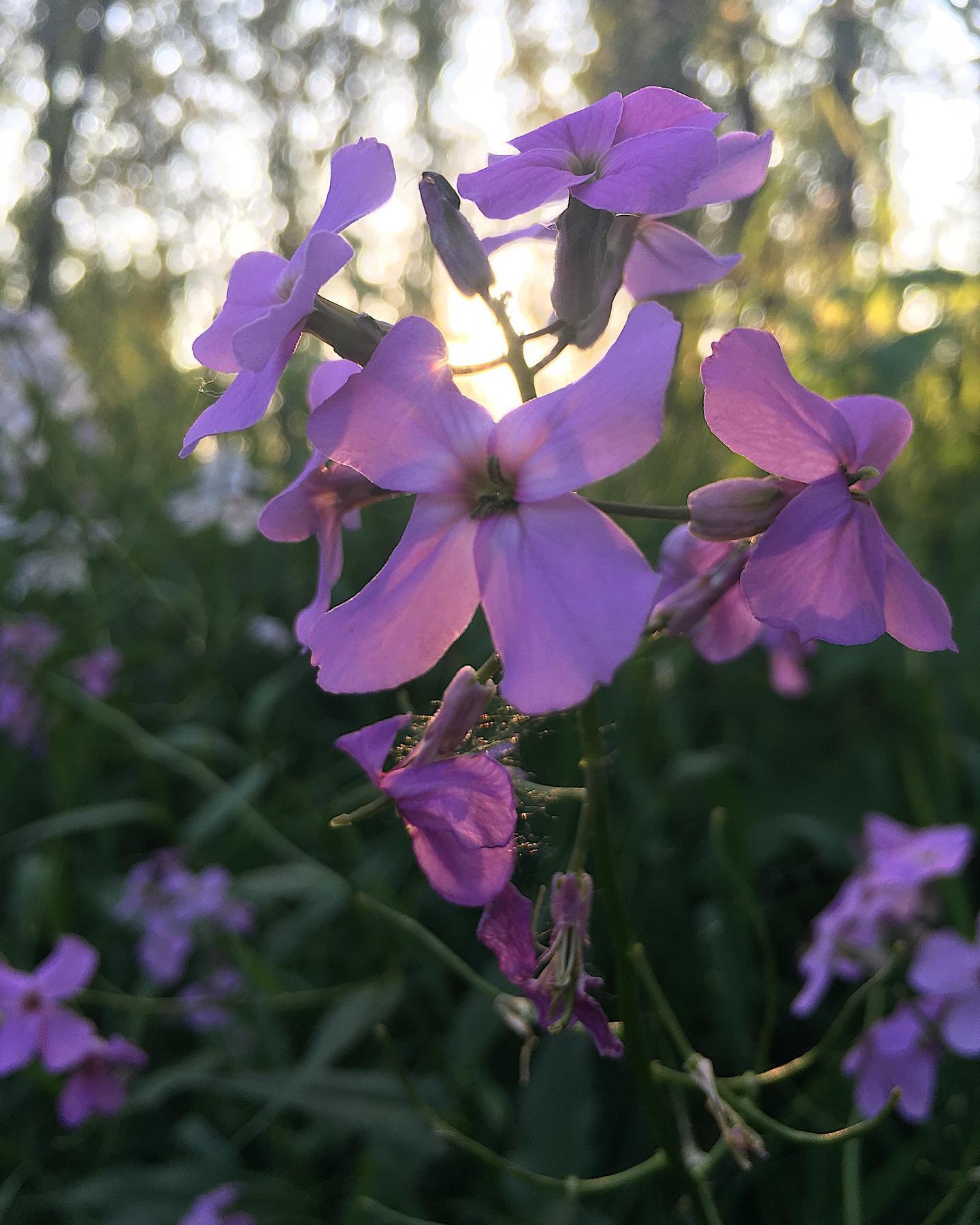Golden hour on a river trail...feeling thankful🌿#vedderriver #chilliwack #ournature #ecotherapy #sharechilliwack #counselling #therapy #naturelover #thegreatoutdoors #beautifulbc #peaceful #nature #bcnature #nature_good #chilliwackbc #reconnection #