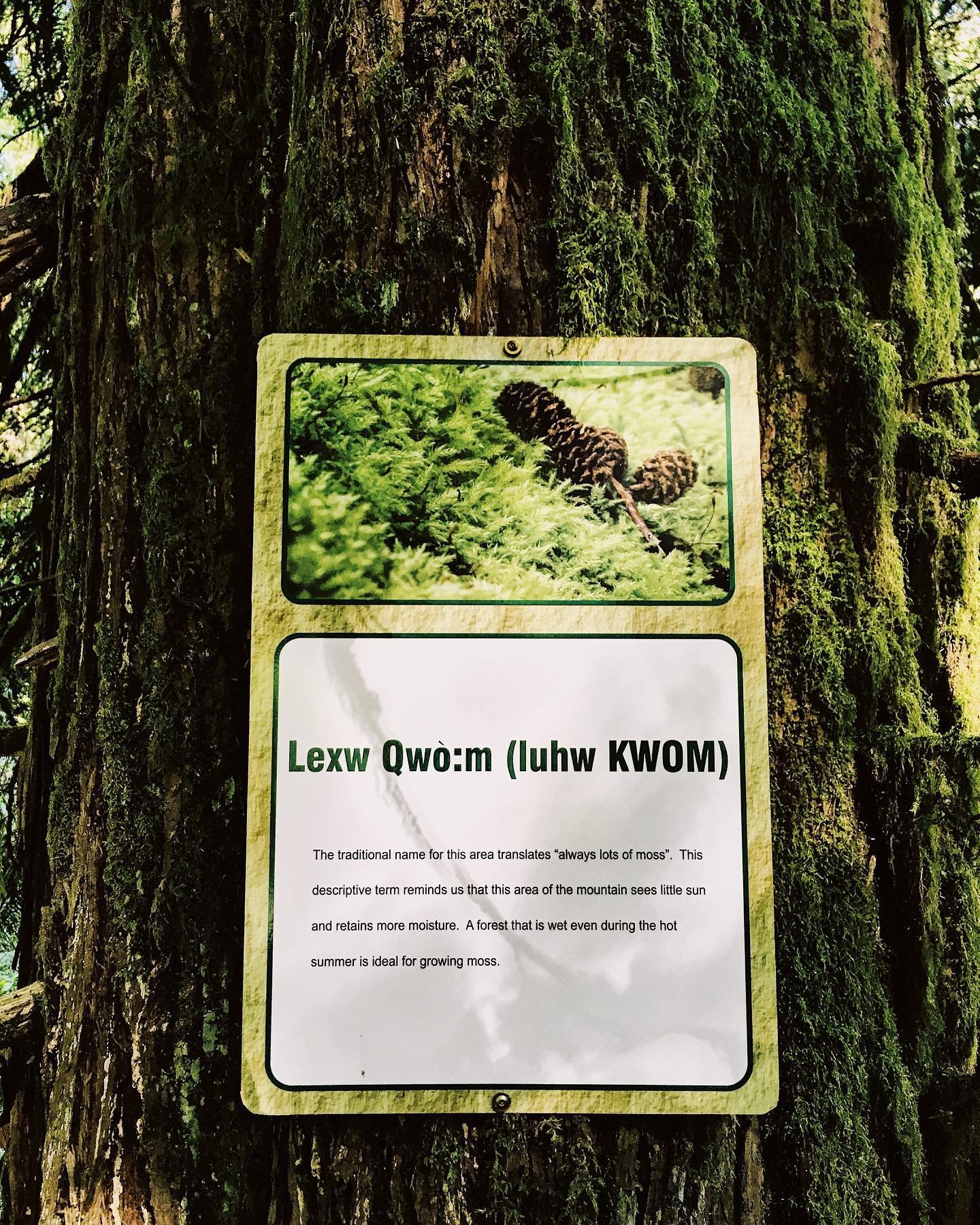 An amazing day helping youth trail-build at Lexw Qu&ograve;:m Park for the Education Centre&rsquo;s Community Action Day!

#communityforest #communitystewardship #naturestewardship #chilliwack #ournature #ecotherapy #sharechilliwack #counselling #the