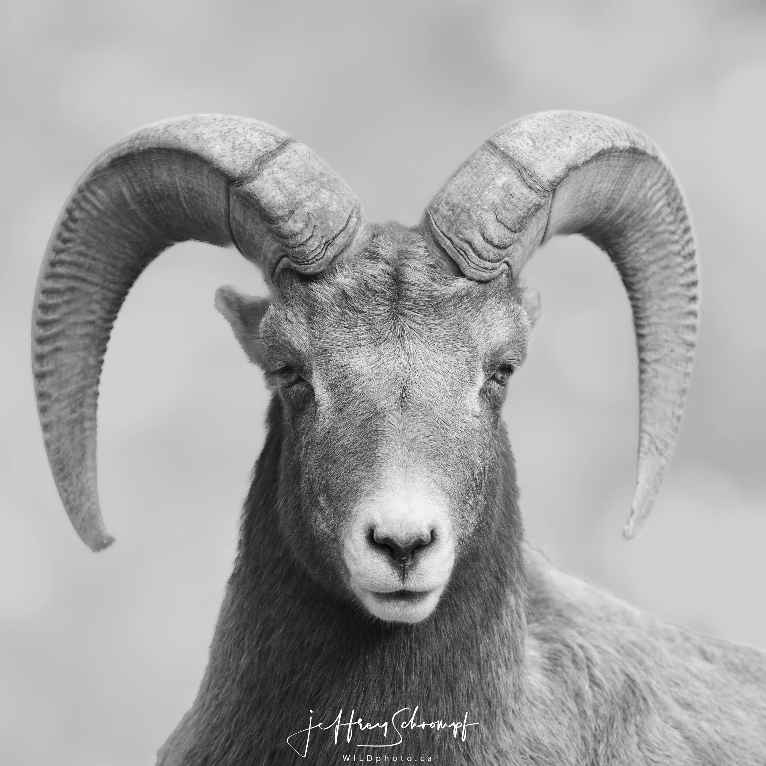 Big Horn Ram Head black and white