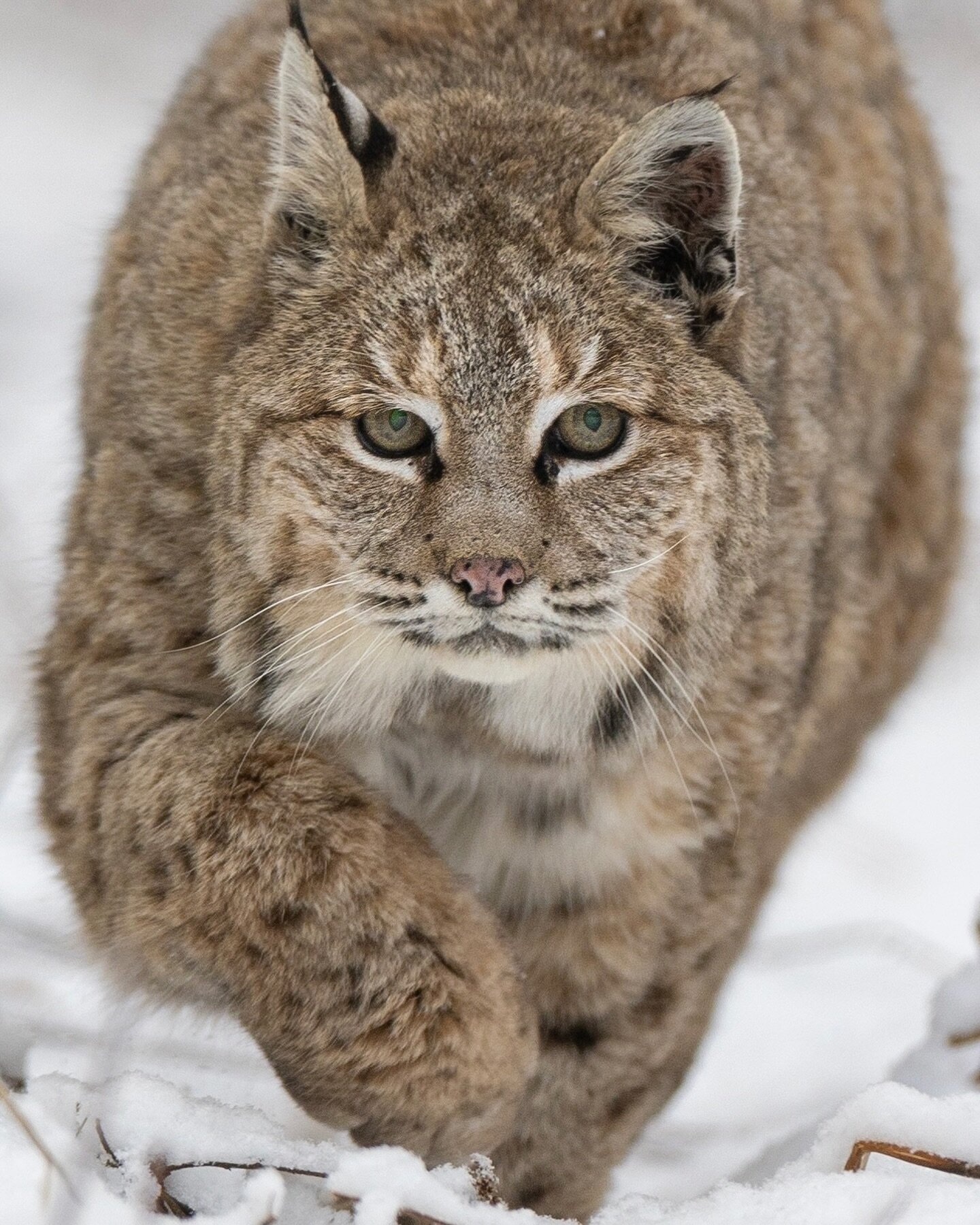 Lynx rufus - Bobcat
Lovers of the cold. These cats have large paws that act like snowshoes. With super sharp vision. Word is they can spot a mouse 75 meters away. 
Smaller and has more of a straight back then the larger Lynx canadensis as the Bobcat&